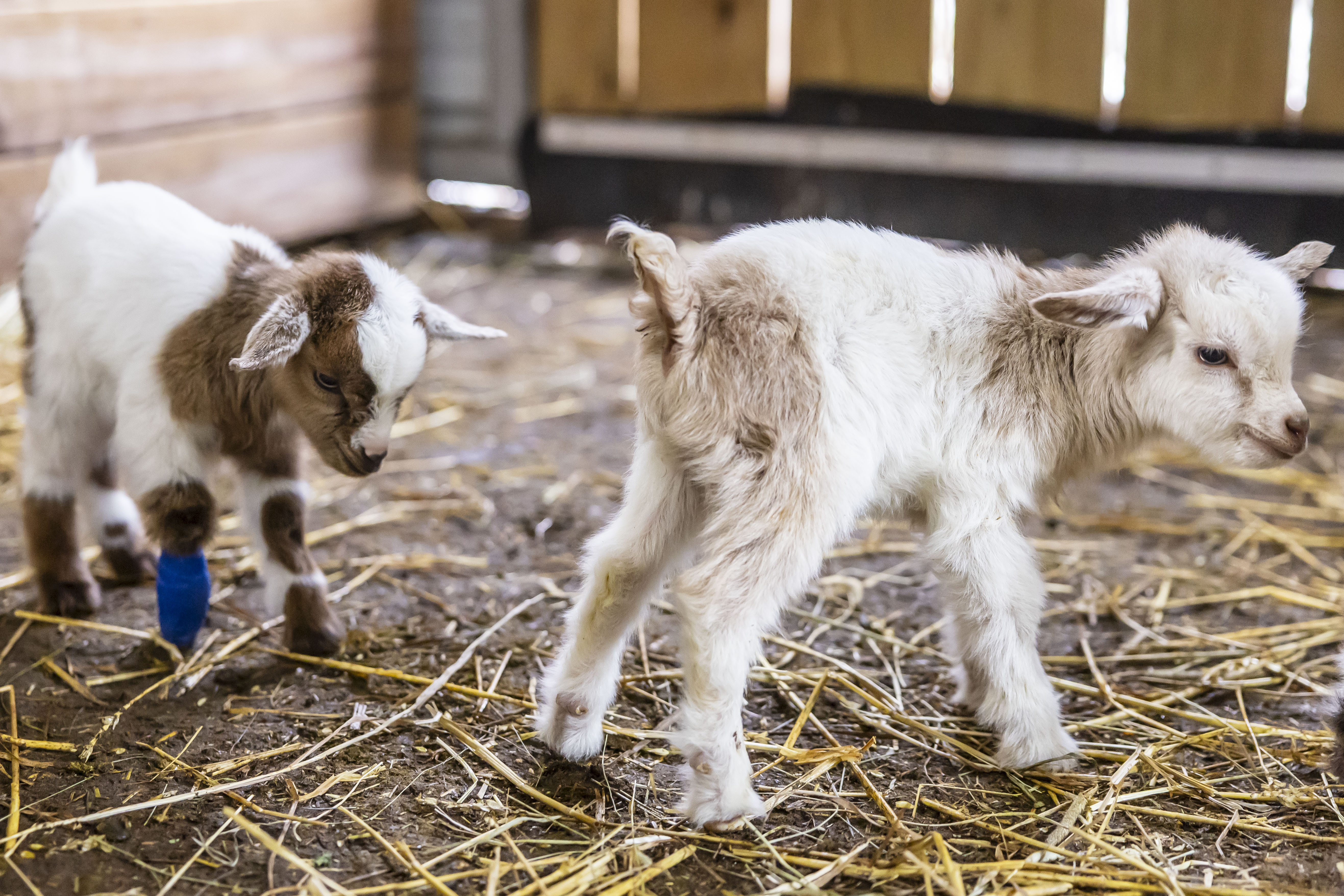 Leaman's Green Applebarn in Freeland welcomes baby goats - mlive.com