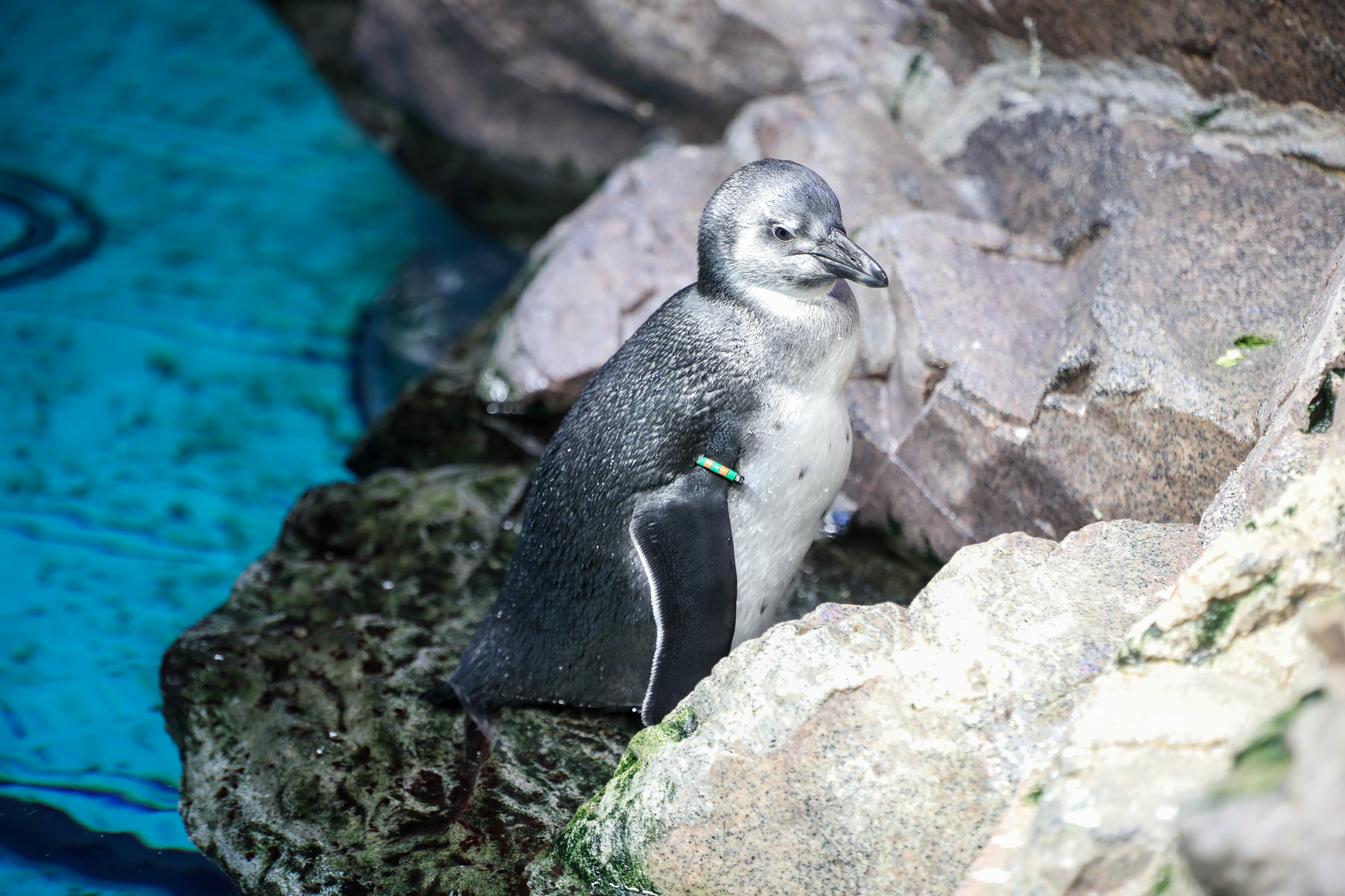 Little Blue Penguins ~ MarineBio Conservation Society