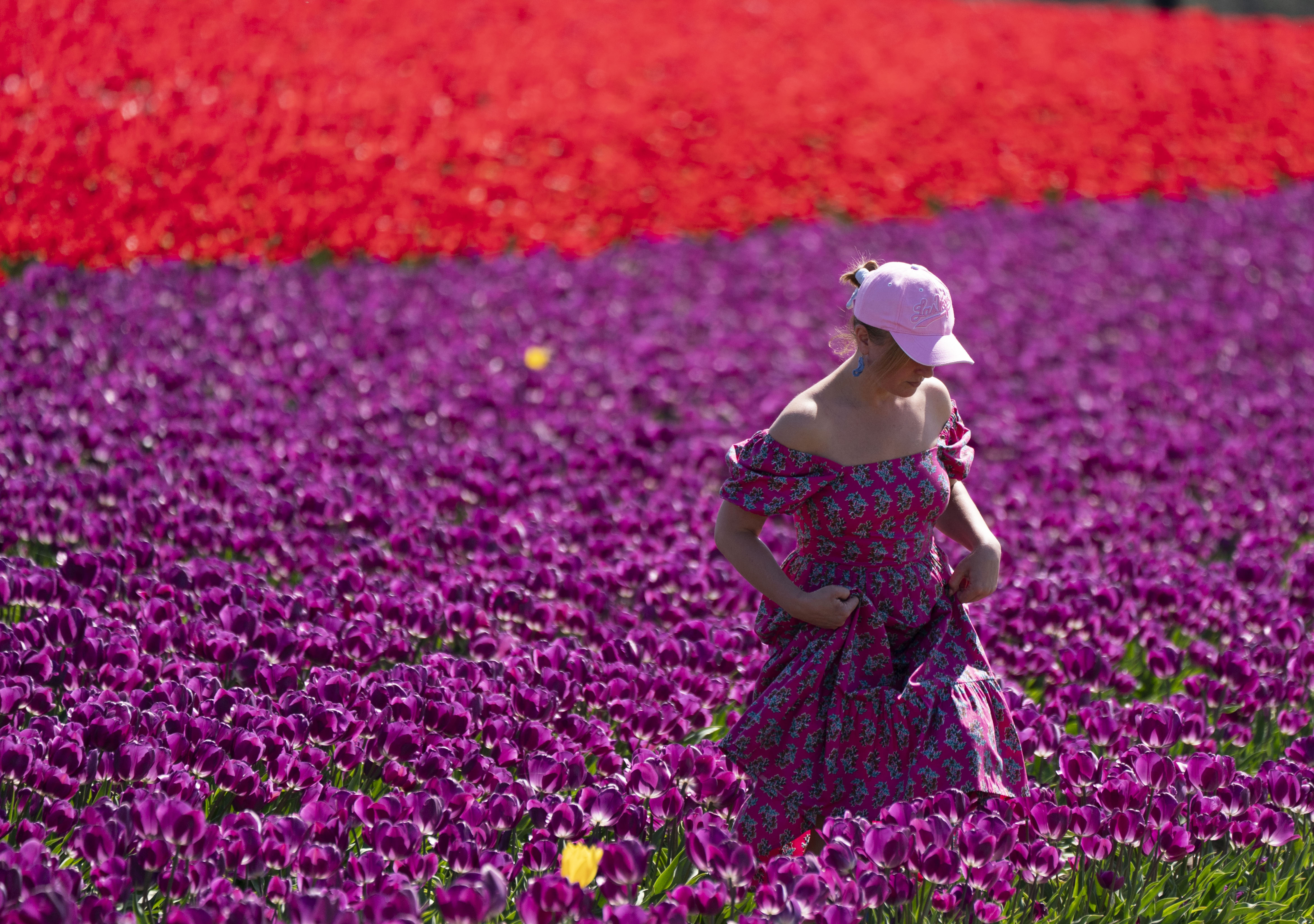 2026 Wooden Shoe Tulip Festival in Woodburn - oregonlive.com