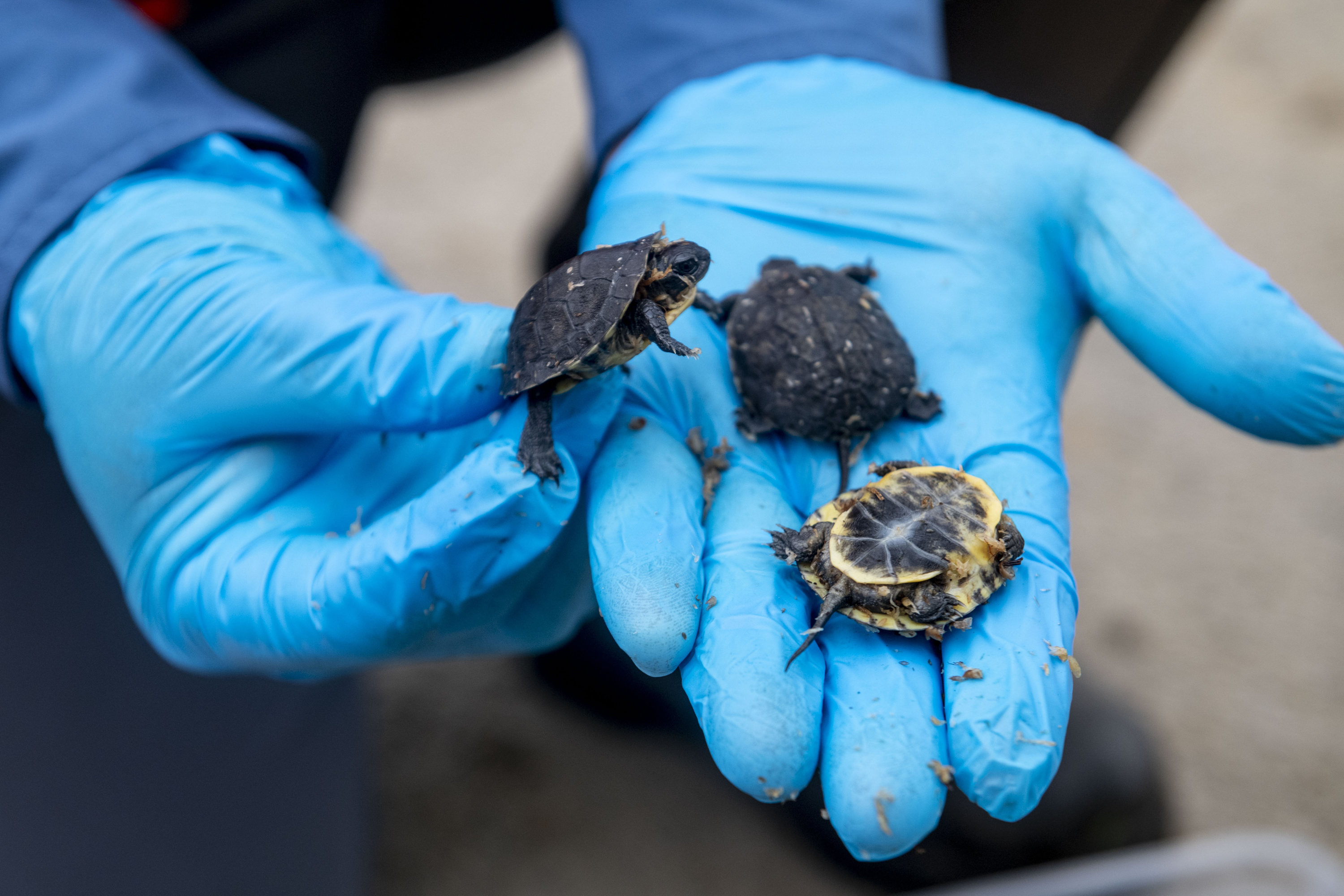 Turtles raised in captivity released into wetlands as part of ...