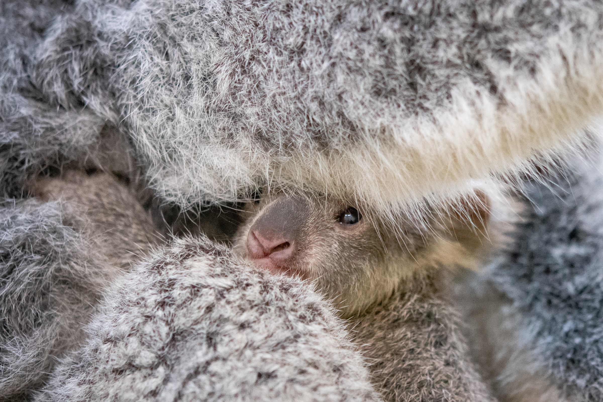 Cleveland Metroparks Zoo Welcomes Baby Koala For The First Time In Nearly 10 Years Cleveland Com