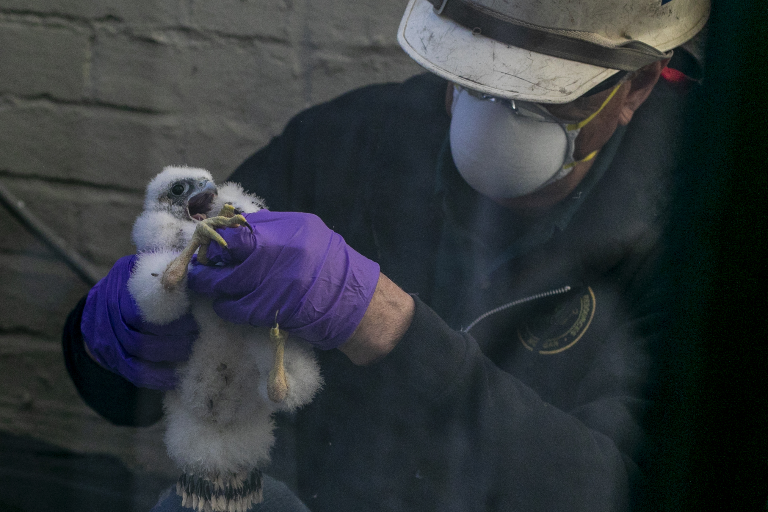Three eyases are banded for state and national study by the Michigan Department of Natural Resources in the window well of the Fifth/Third Bank Building in downtown Kalamazoo, Michigan on Monday, May 23, 2022. This visit finally allowed the Audubon Society to confirm the genders of the baby peregrine falcons: two males and one female. (Gabi Broekema | MLive.com)