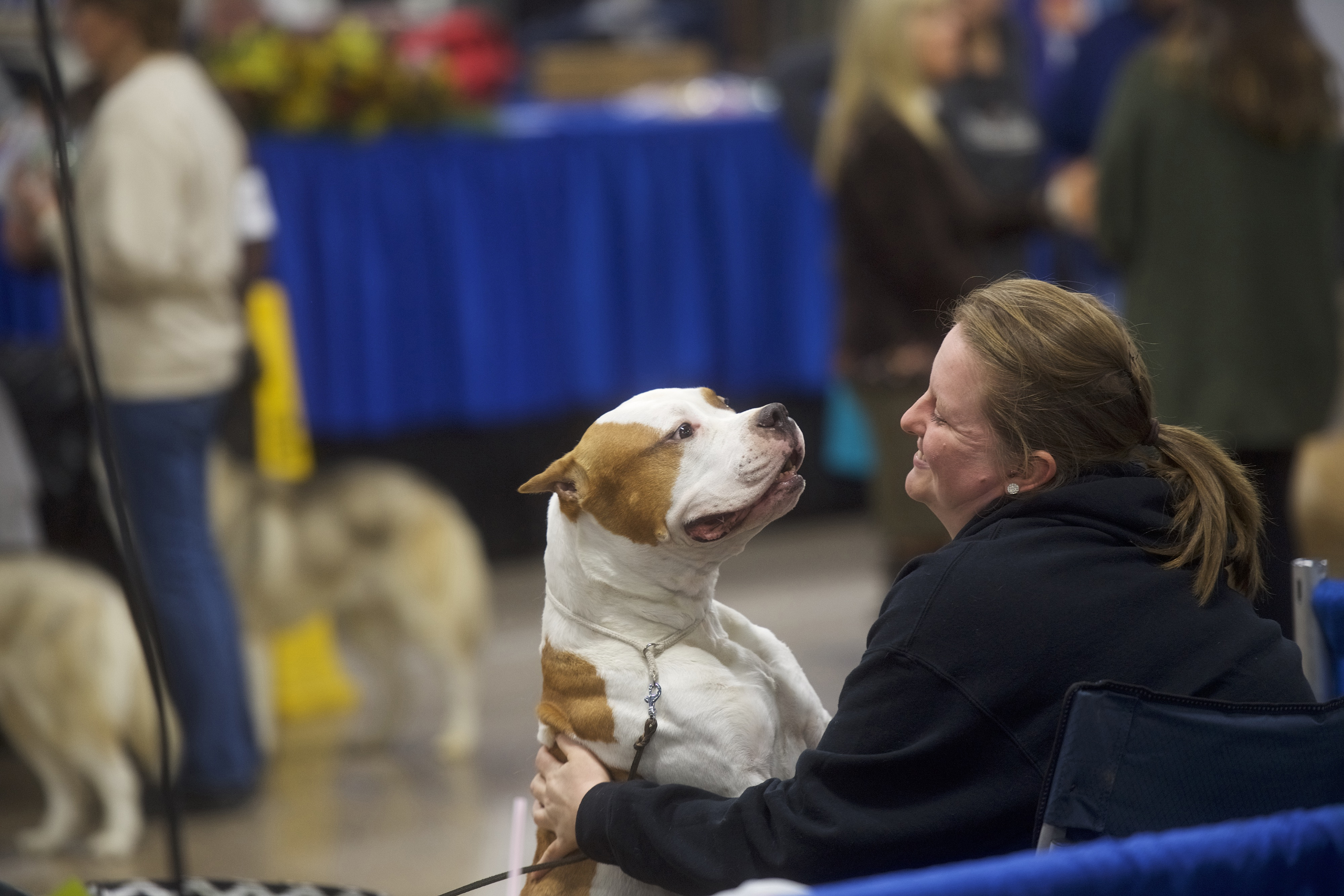 nbc dog show live stream