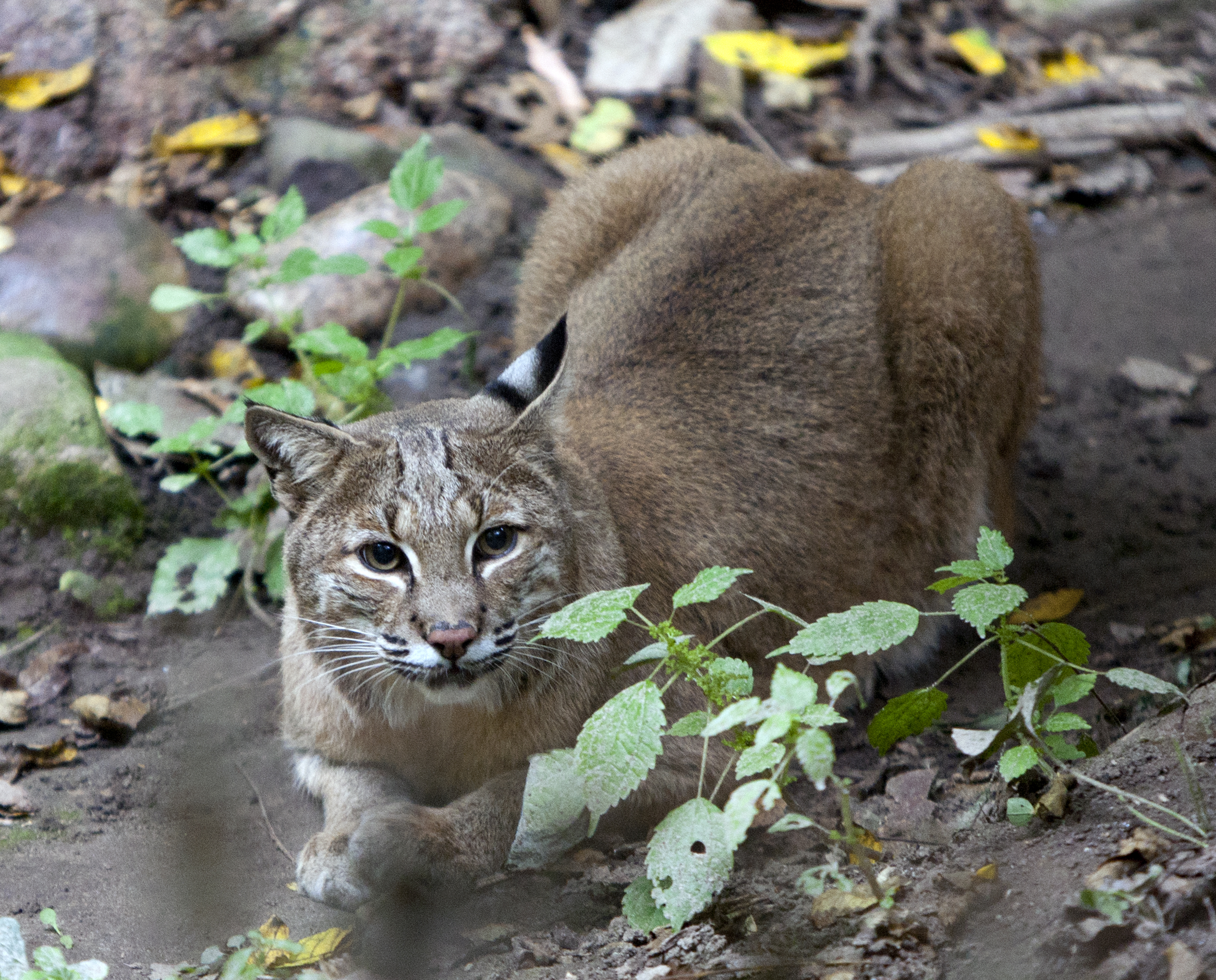 Bobcat escapes Blandford Nature Center again 