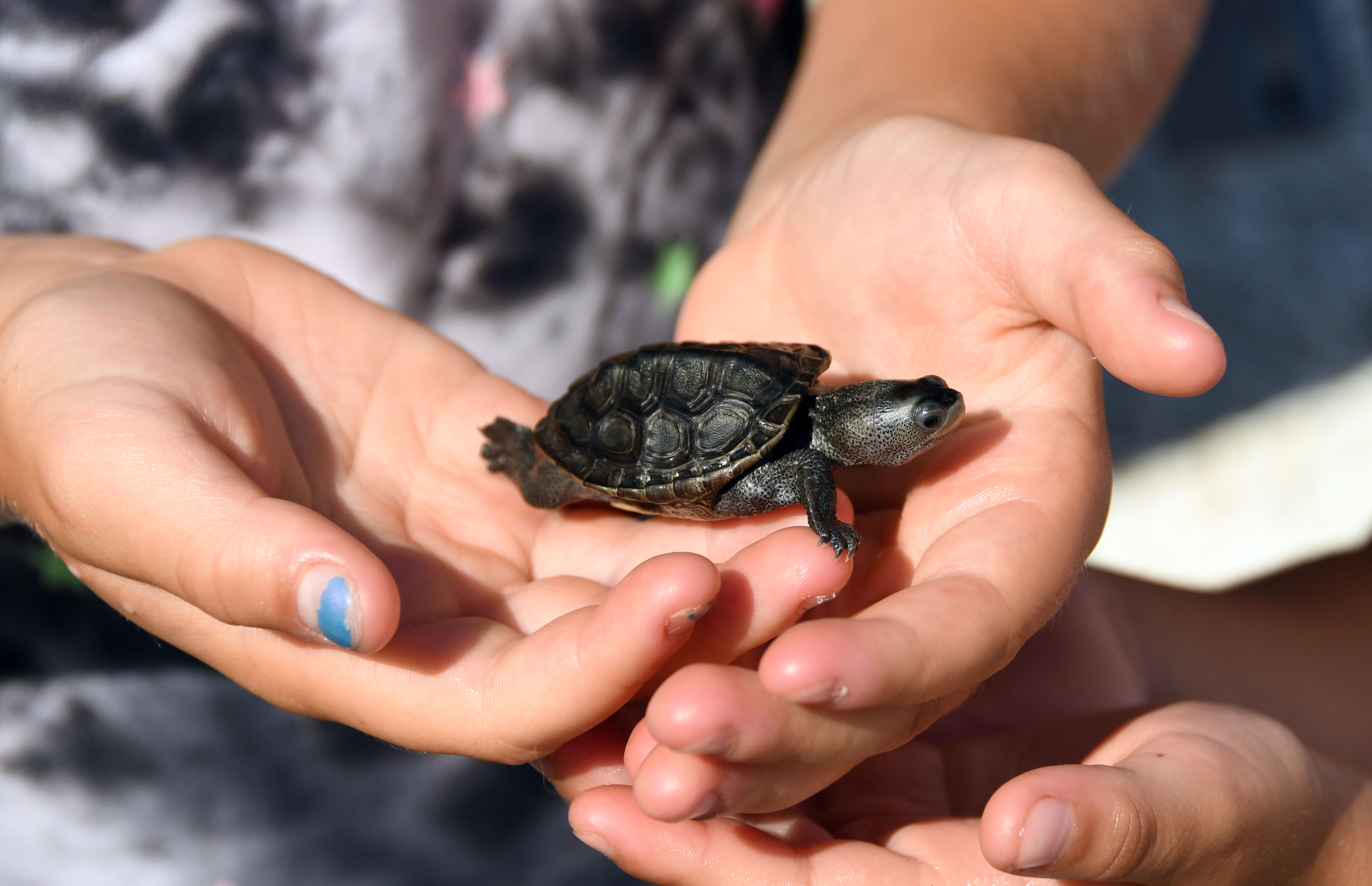 Baby Turtles Are on the Move in Arlington
