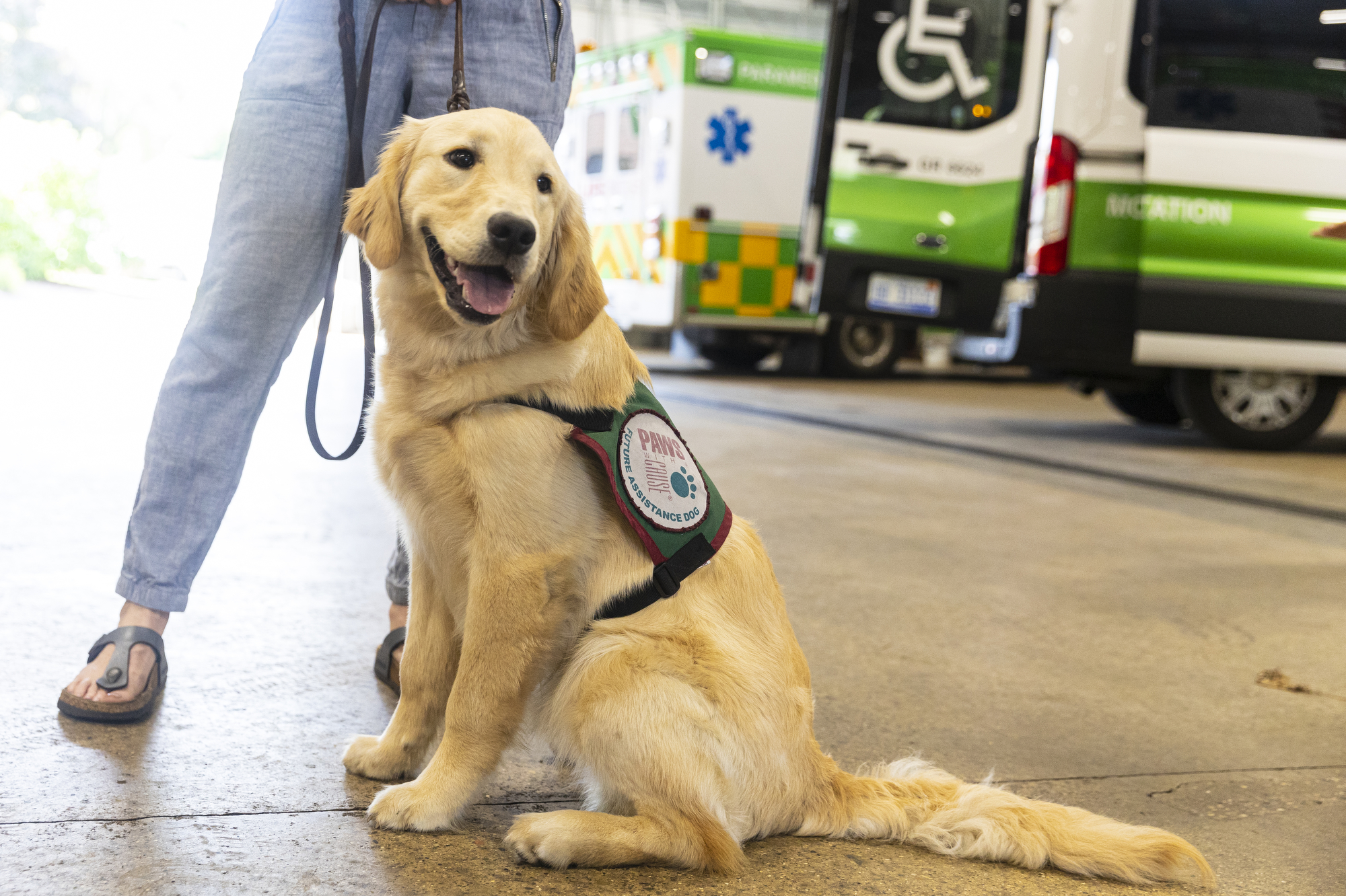 PAWS puppies get acclimated with ambulances - mlive.com