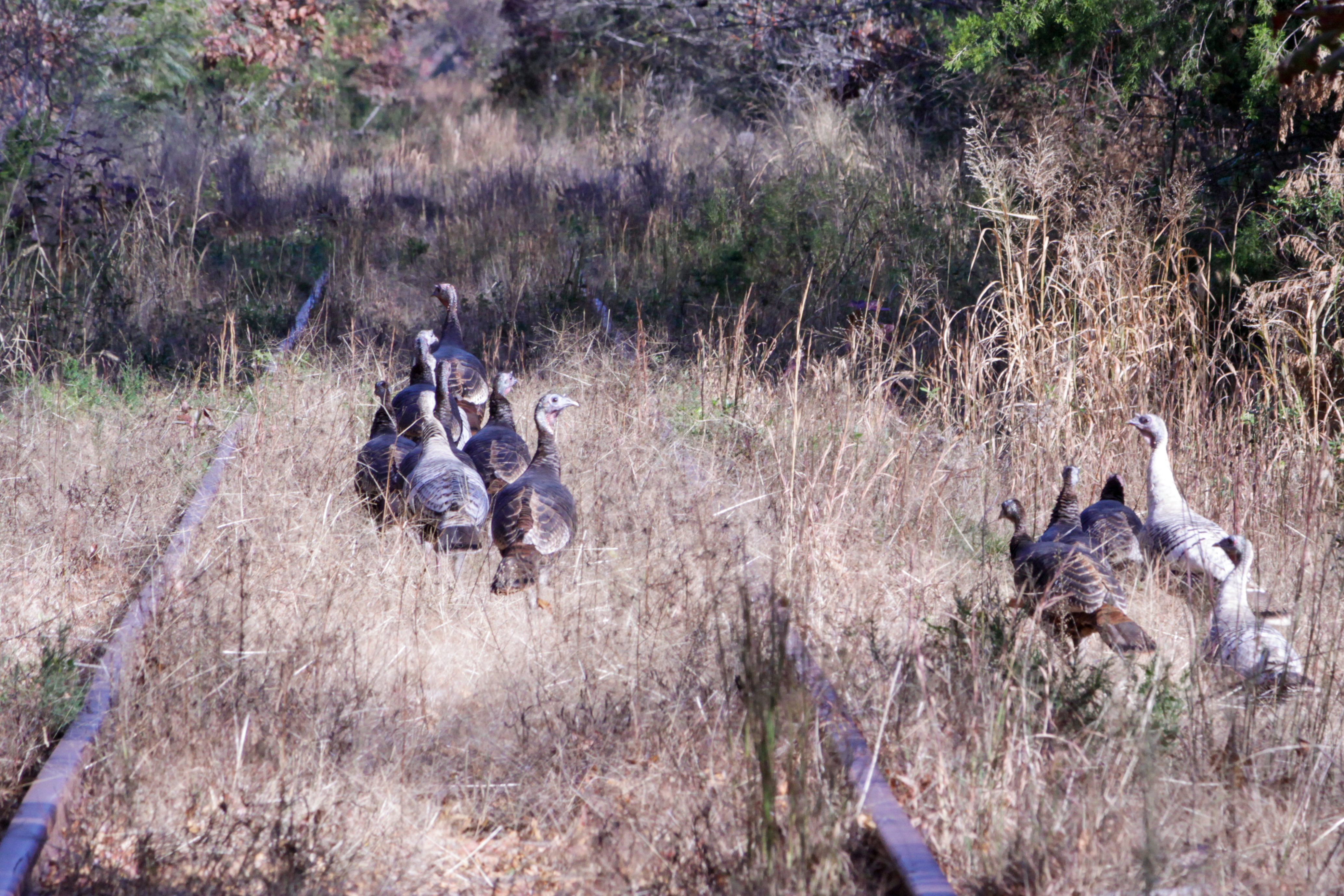 Todd Frazier says Toms River wild turkeys are a menace 