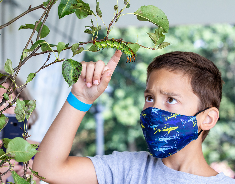 Bug O’Rama at Hershey Gardens - pennlive.com