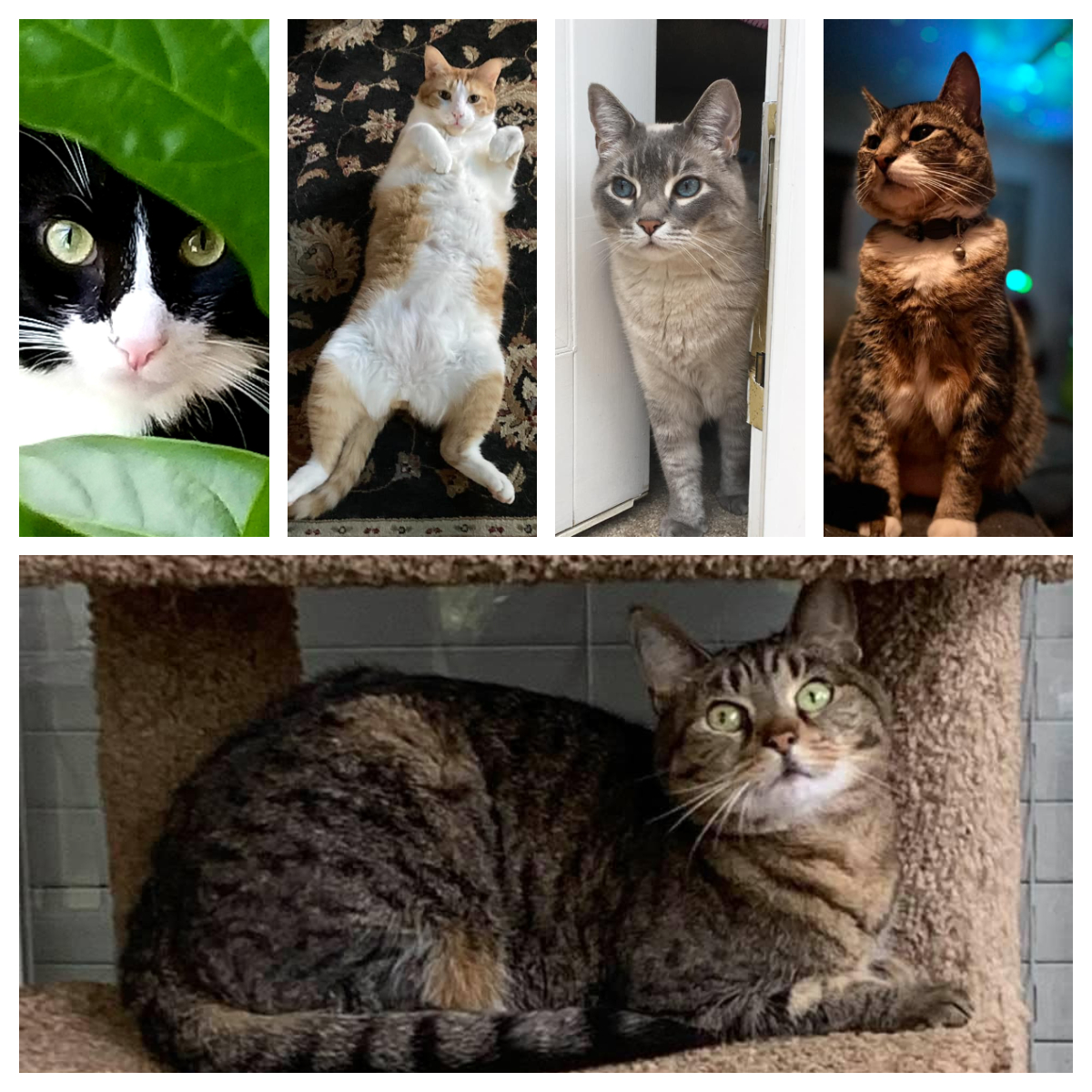 Rescue cats in Alabama - al.com