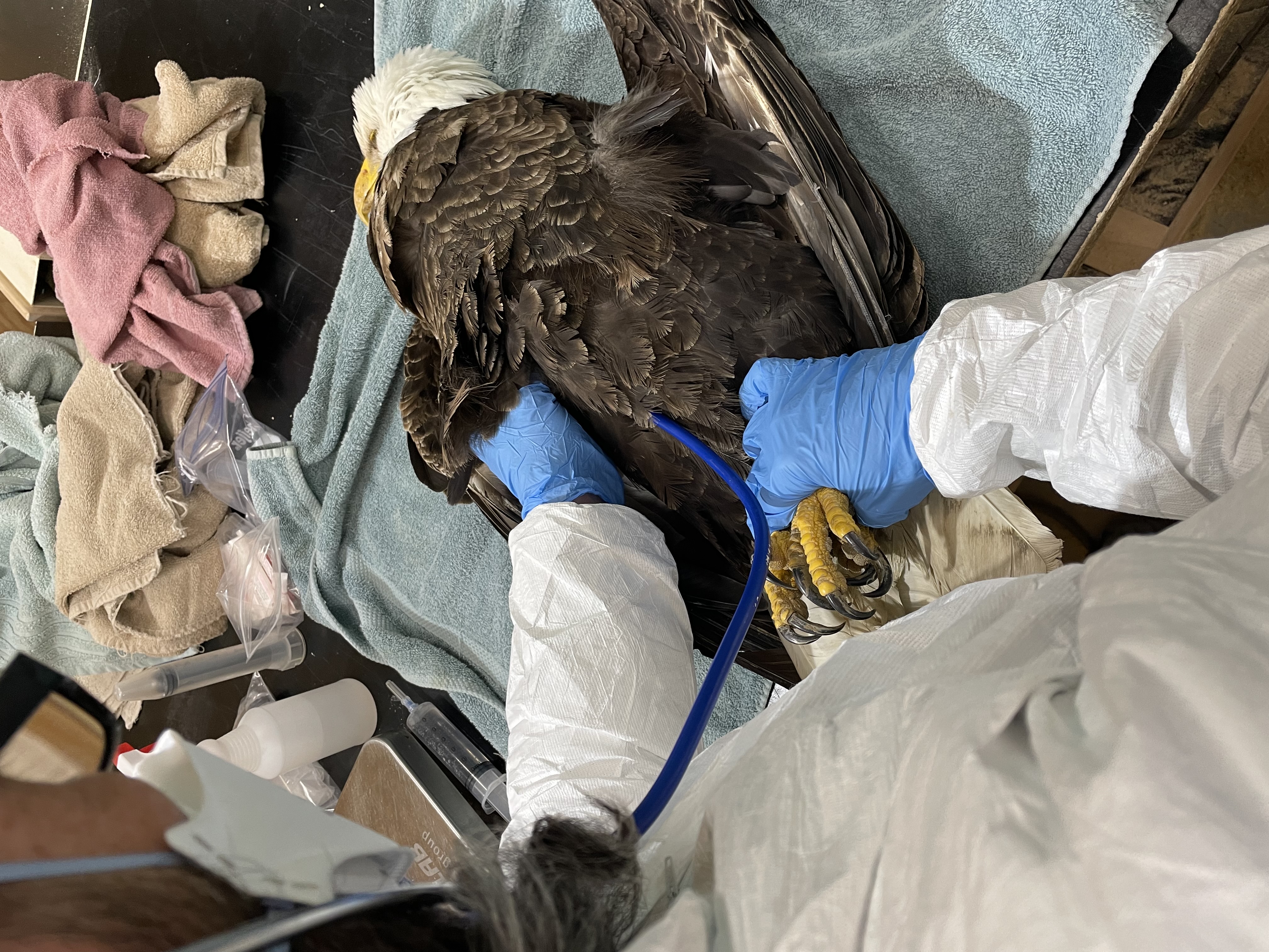 A sickened American bald eagle is treated by wildlife rehabilitators from Skegemog Raptor Center in Traverse City.