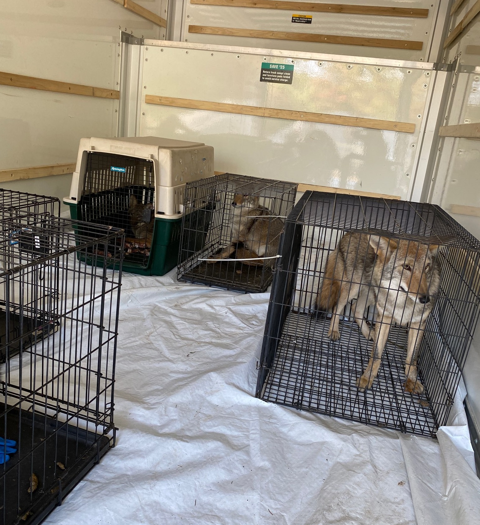 DNR removes animals from sanctuary where authorities say child was injured  in wolf dog attack 