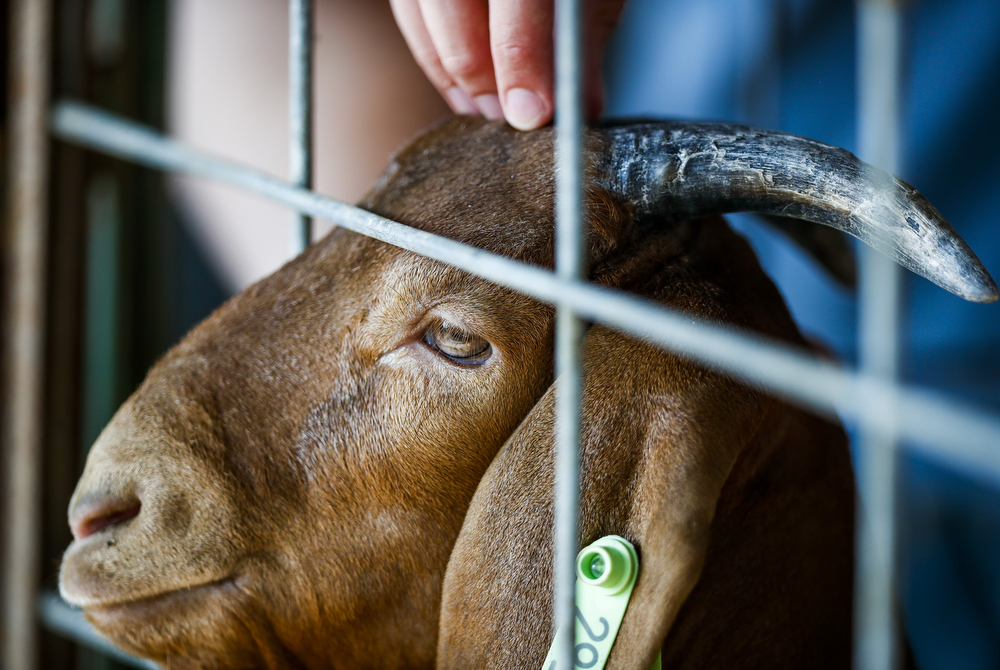 Hartford Yard Goats mascot pushed over, police investigating