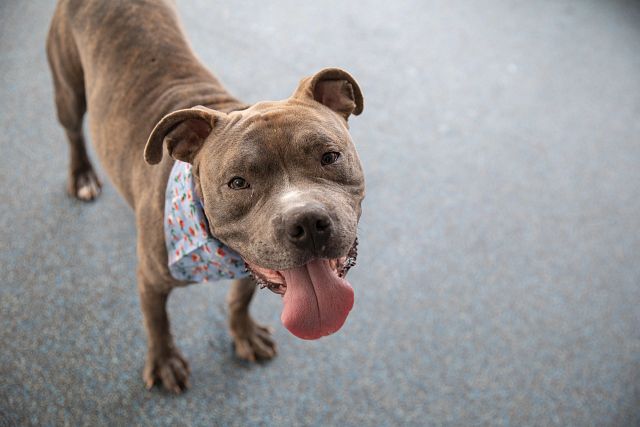 Lots to celebrate this weekend. Check out these adoptable pets that ...