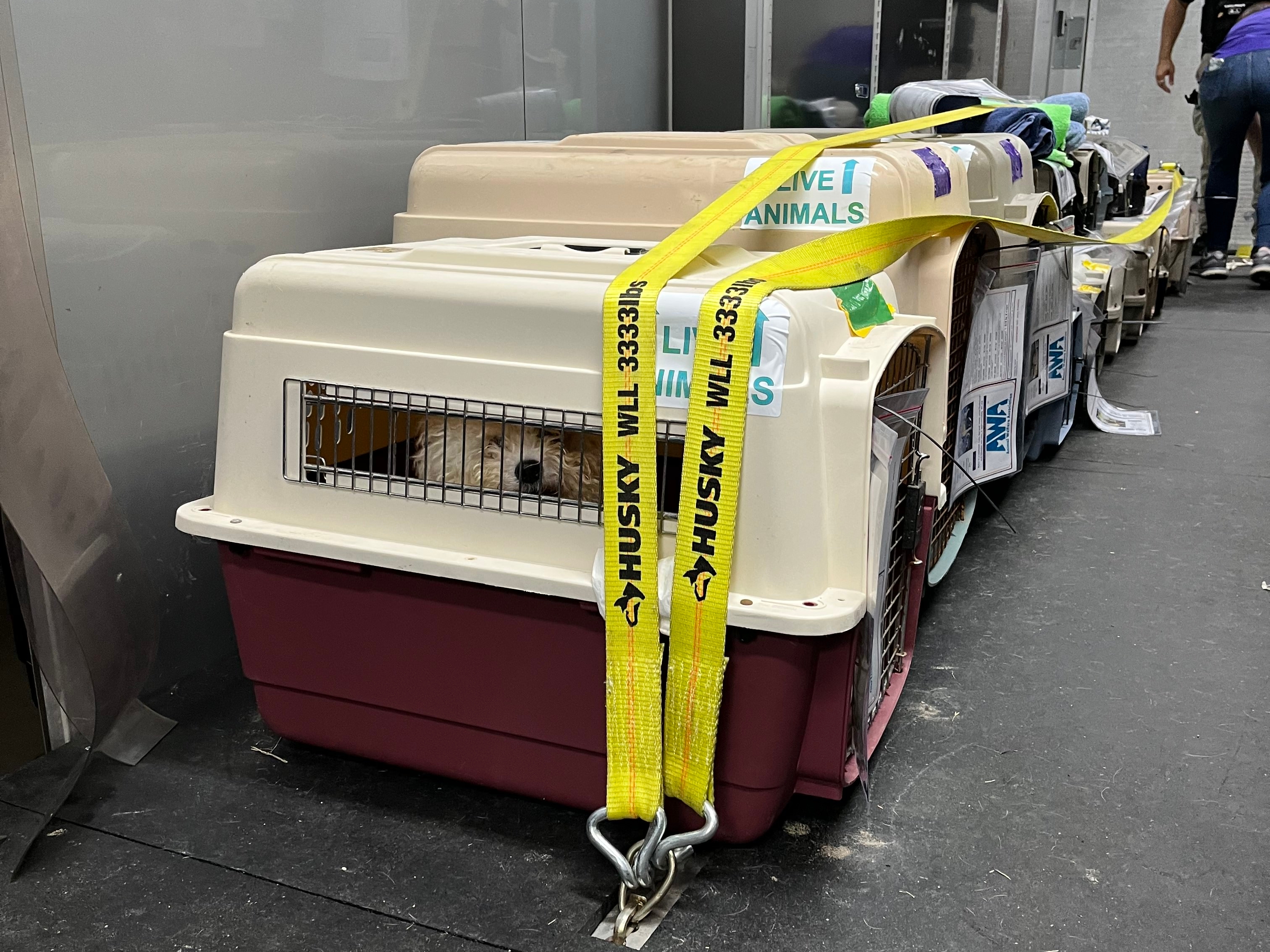 Bichon Frisé dogs transported from Texas to Massachusetts - masslive.com