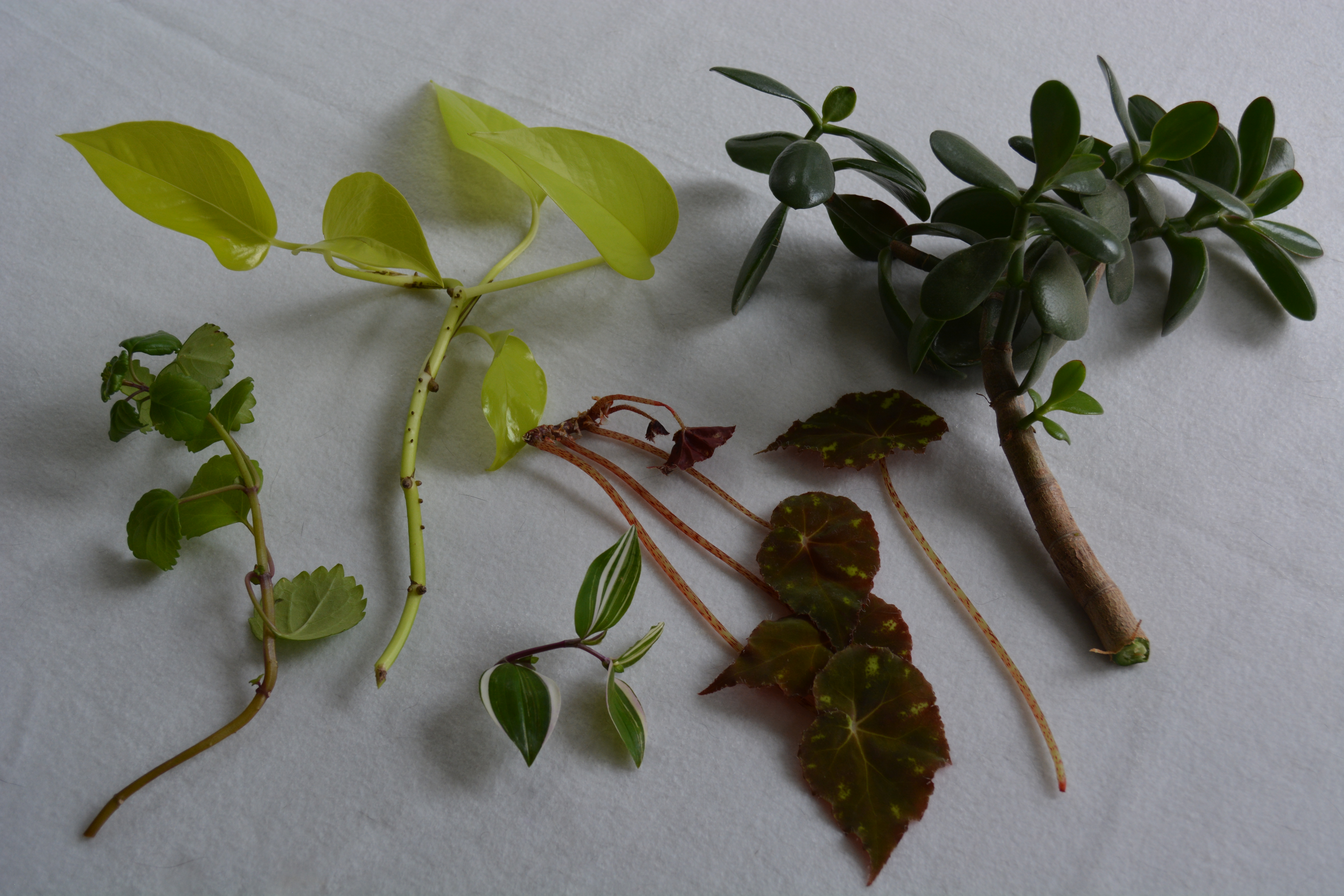 Here's how to propagate your own indoor plants - oregonlive.com
