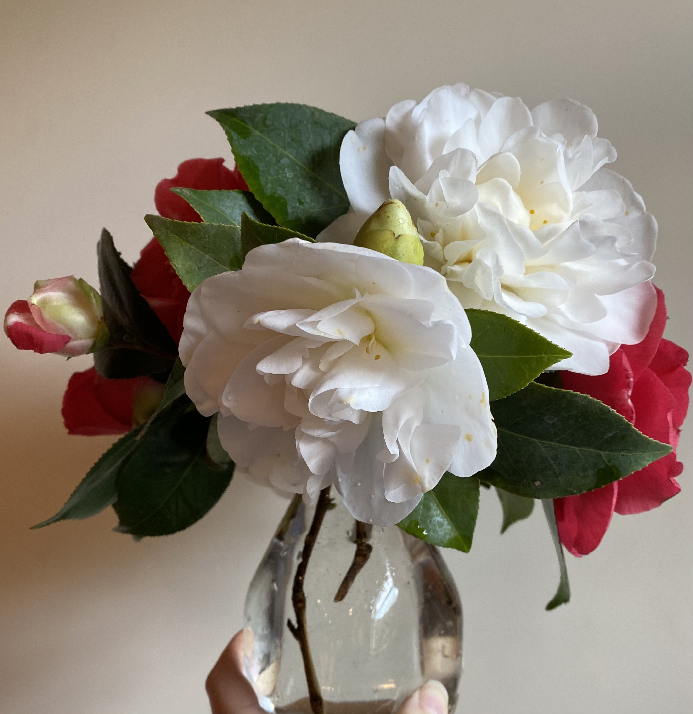 A glass vase holds red and white camellias.