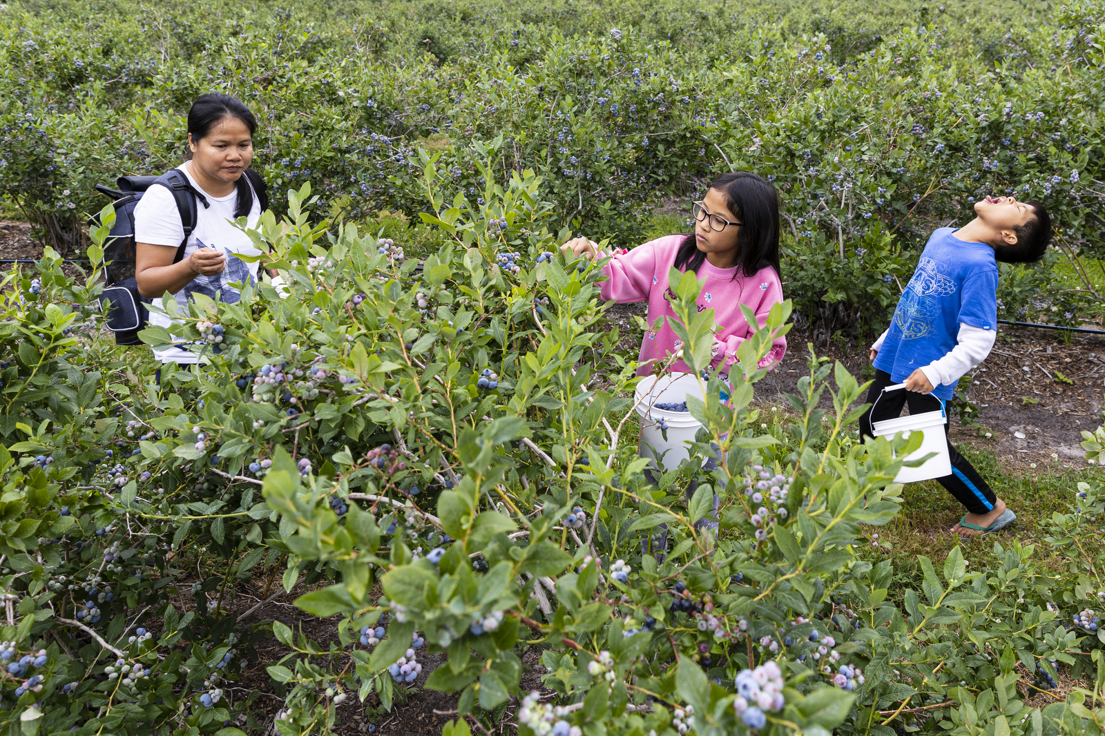 Lawsuit against Michigan blueberry farm alleges labor trafficking violations