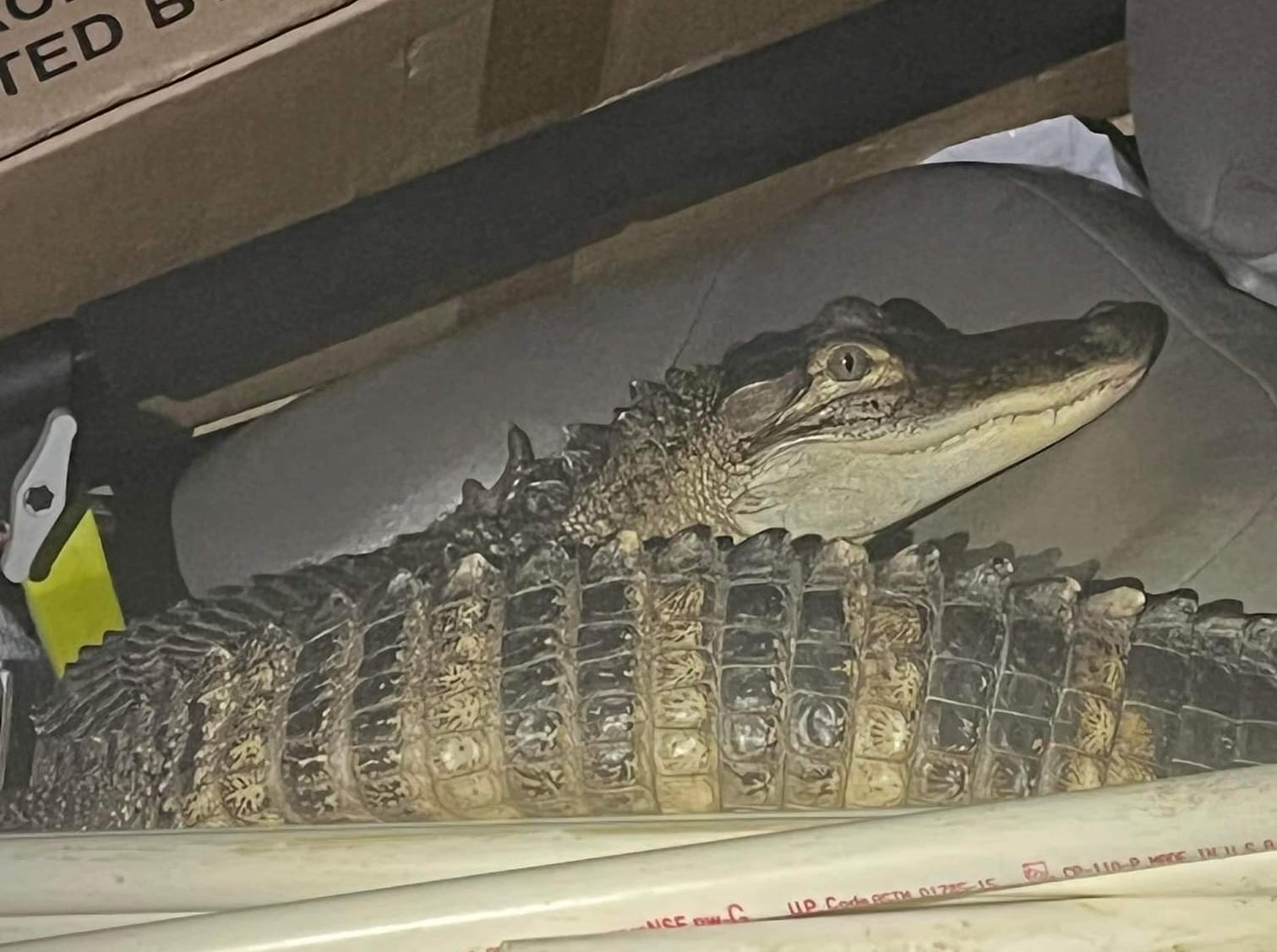 Five-foot alligator named Zachary surrendered on Long Island - silive.com