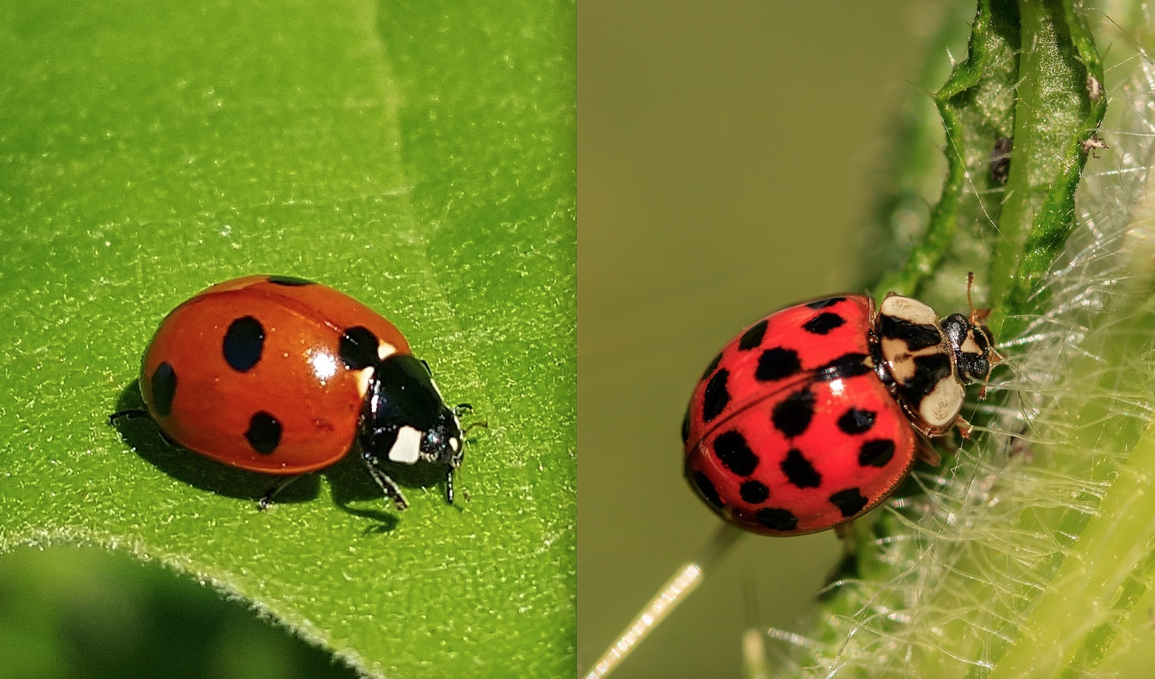 Beetles that look like ladybugs are swarming in some eastern states. And  they can bite. 