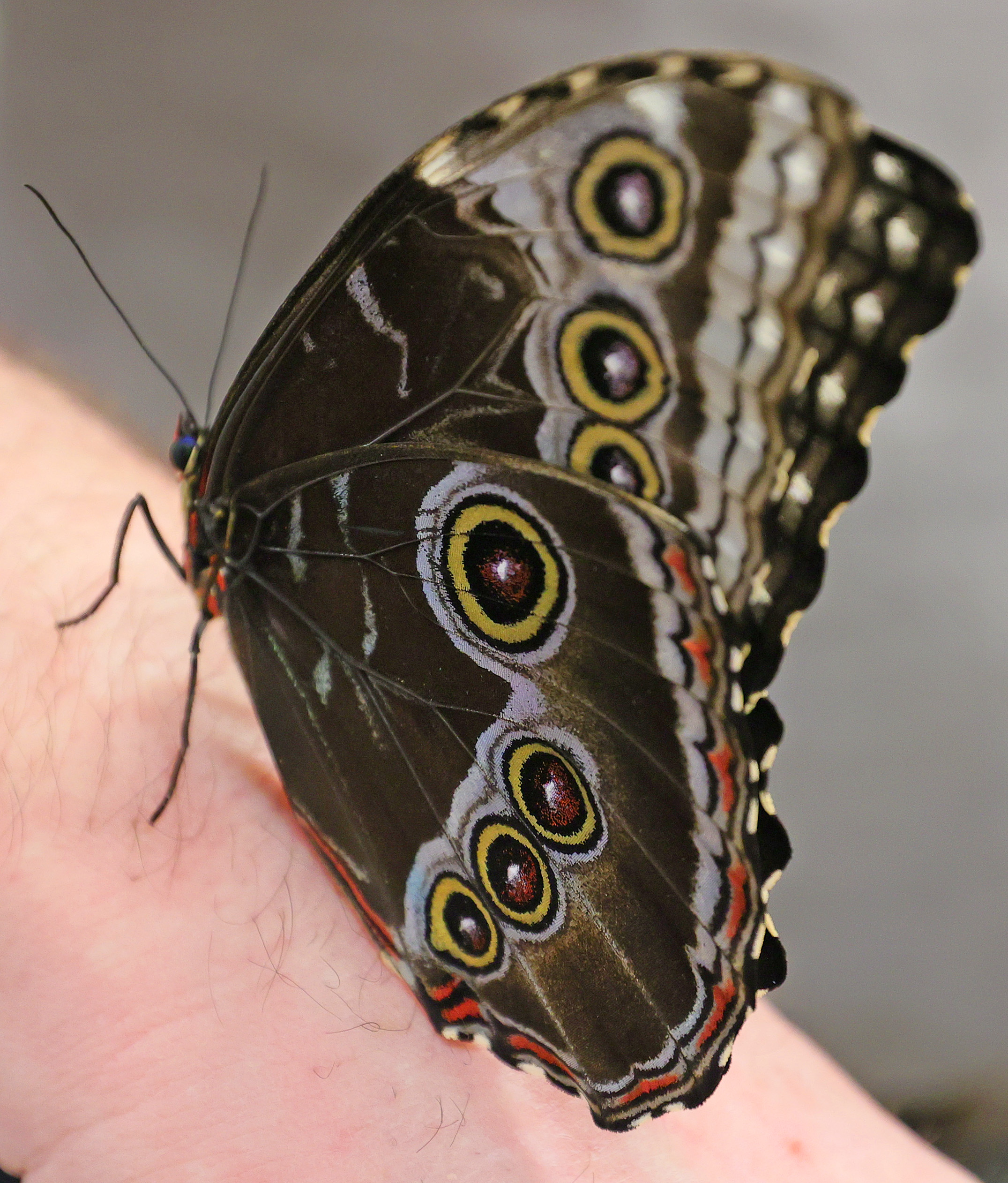 Butterfly releases are back at the Cleveland Botanical Garden, April 1 ...