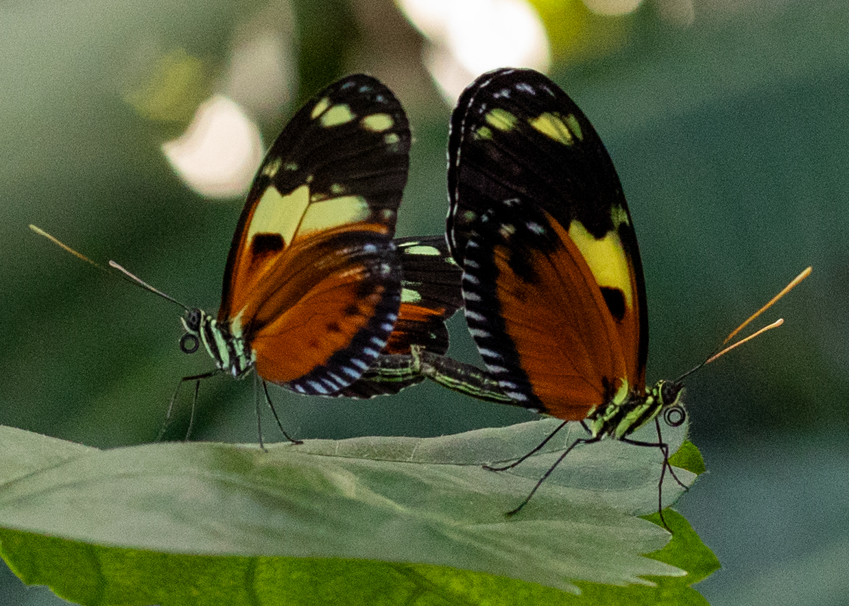 Butterflies return to Meijer Garden and Sculpture Park - mlive.com
