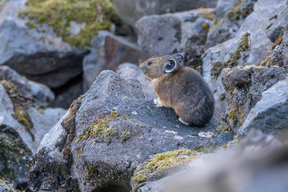 Volunteer pika watchers wanted in the Columbia River Gorge