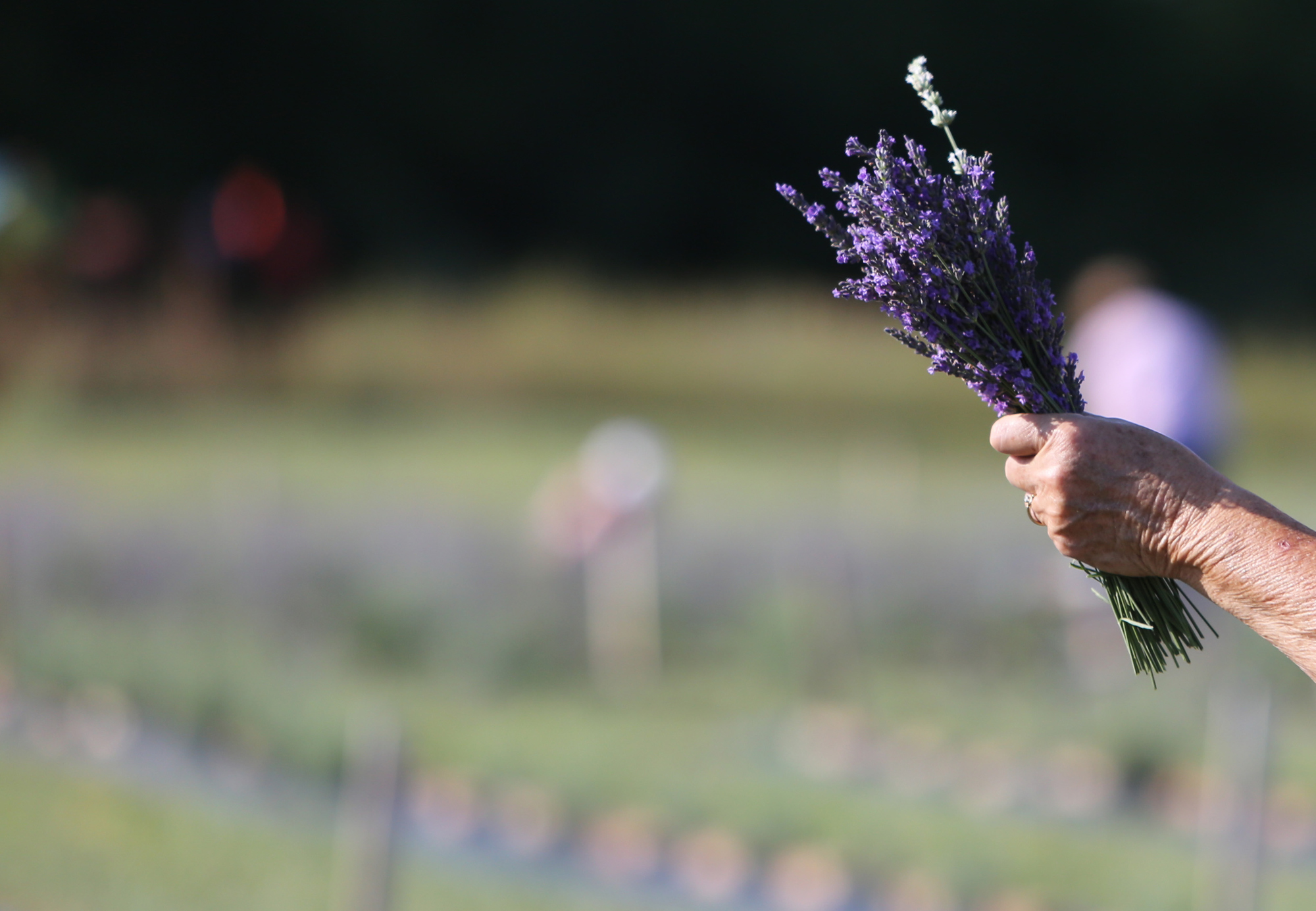 Lavender Trails Farm in Orrville
