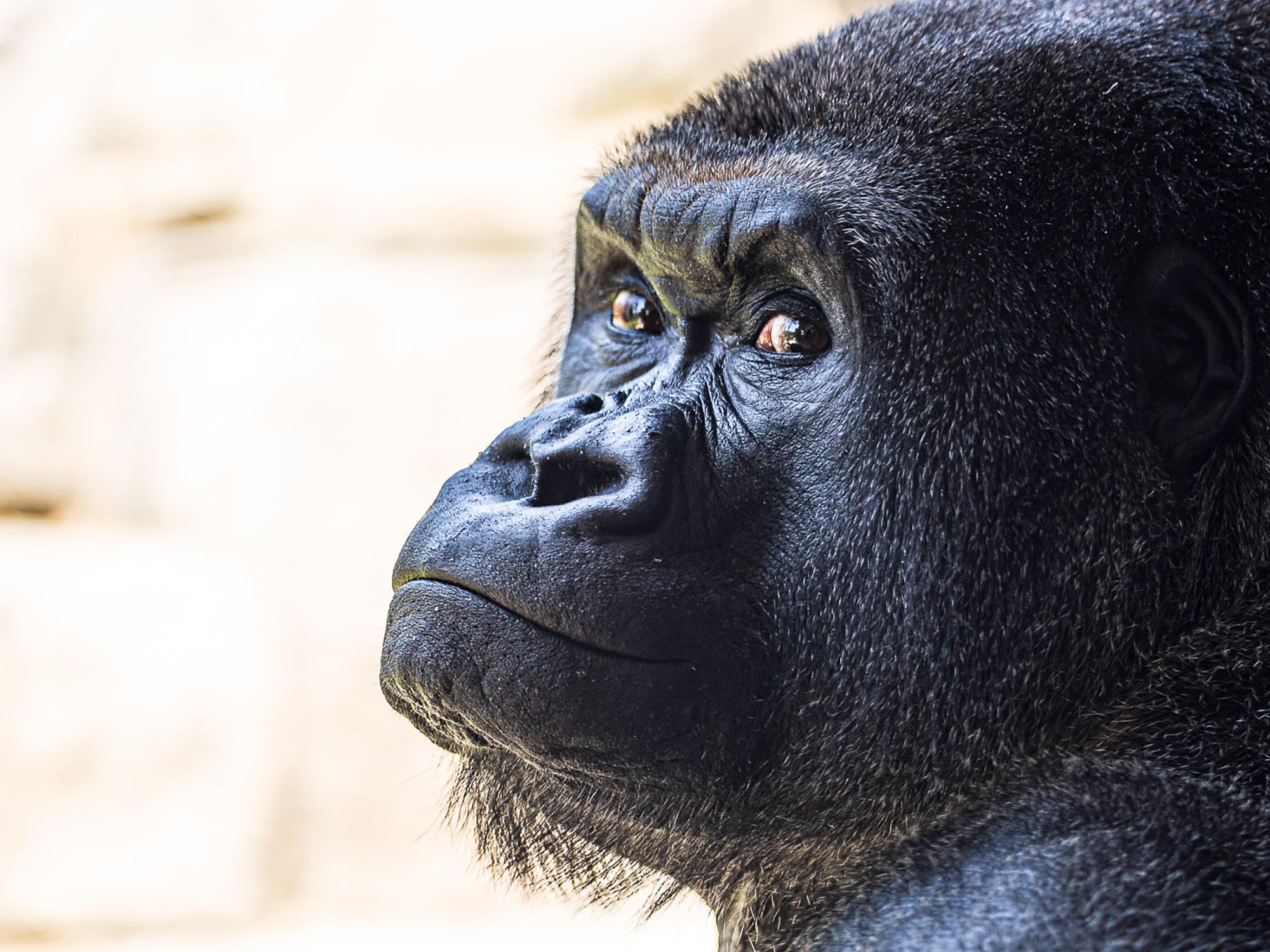 Franklin Park Zoo gorilla Little Joe to transfer to new home