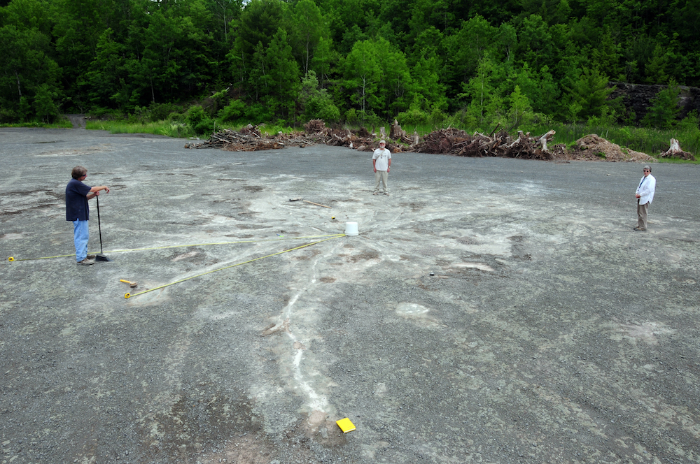 ‘Oldest forest in the world’ discovered in Upstate NY, unveiling over 380 million years of history