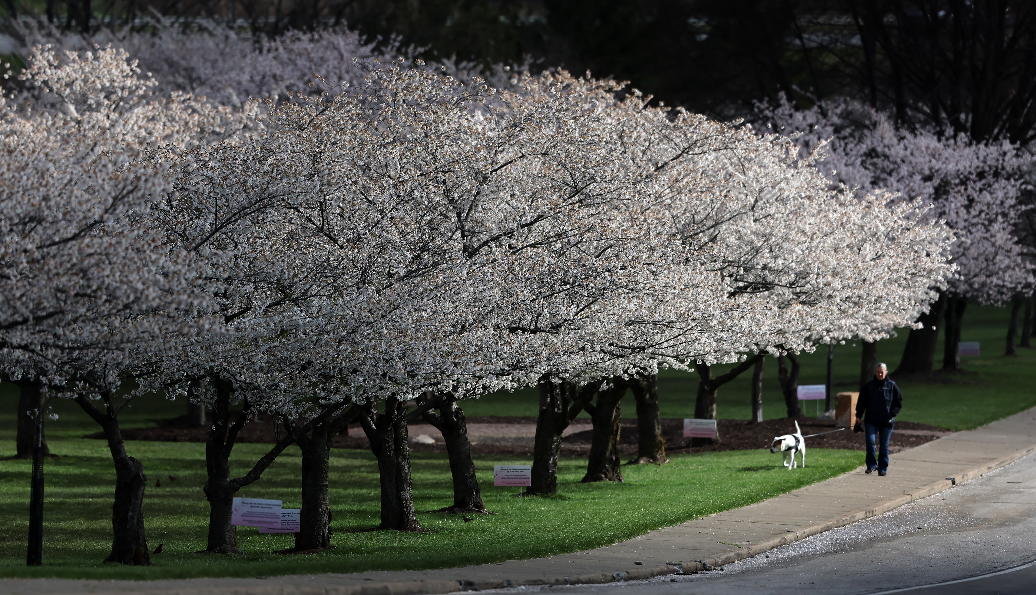 Spring in full bloom in Northeast Ohio - cleveland.com