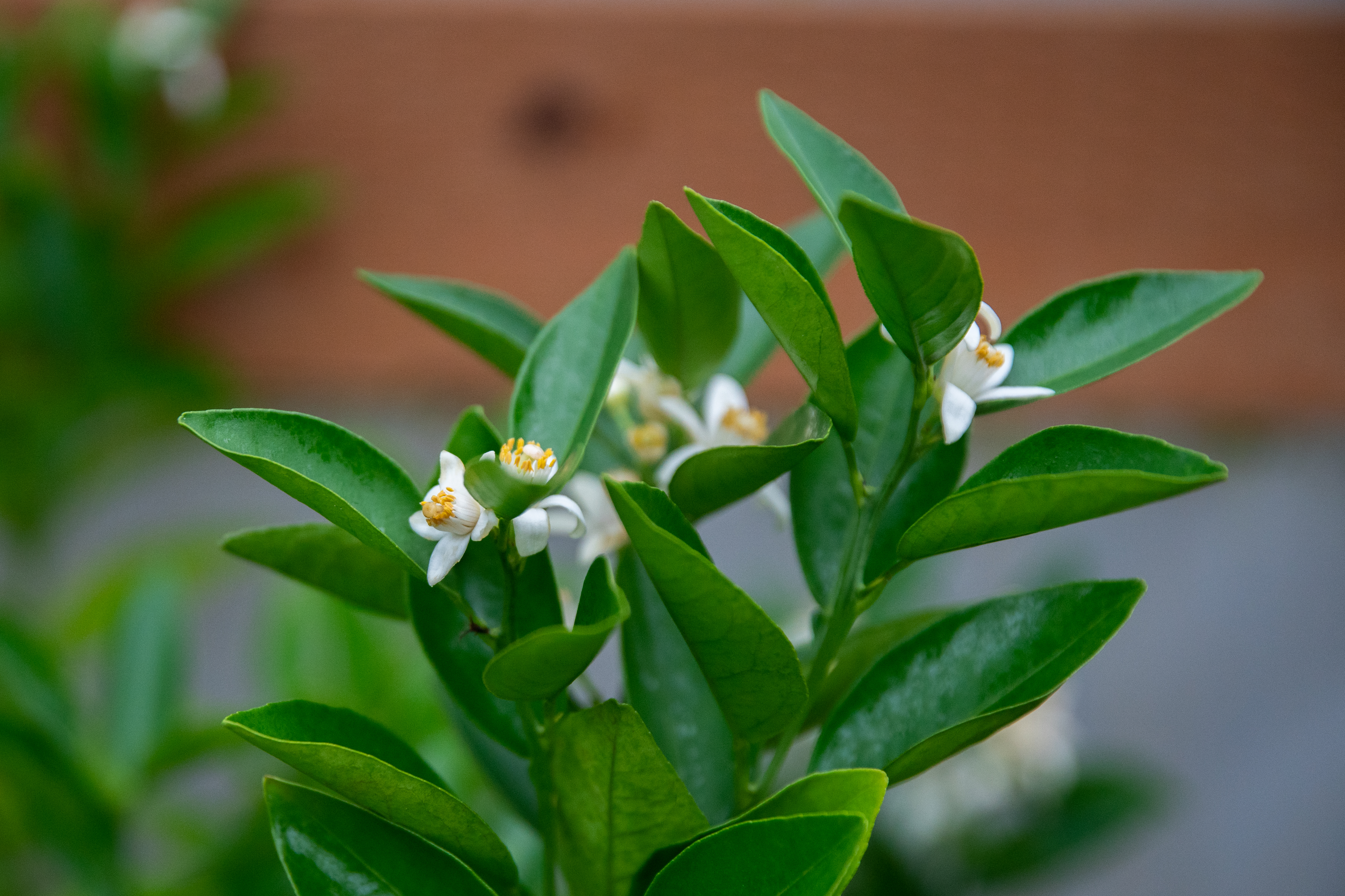 Hardy citrus in Oregon - oregonlive.com