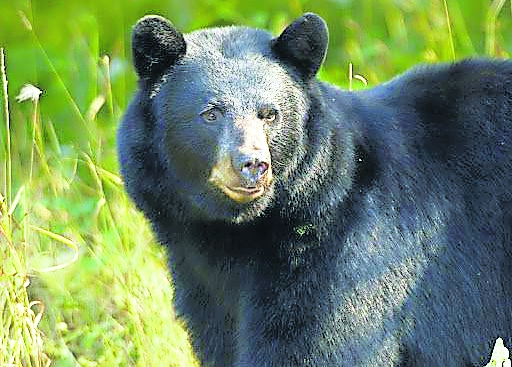 PA sportsmen who defend Democrat policies, who say Dems won't come for your guns, or your hunting......