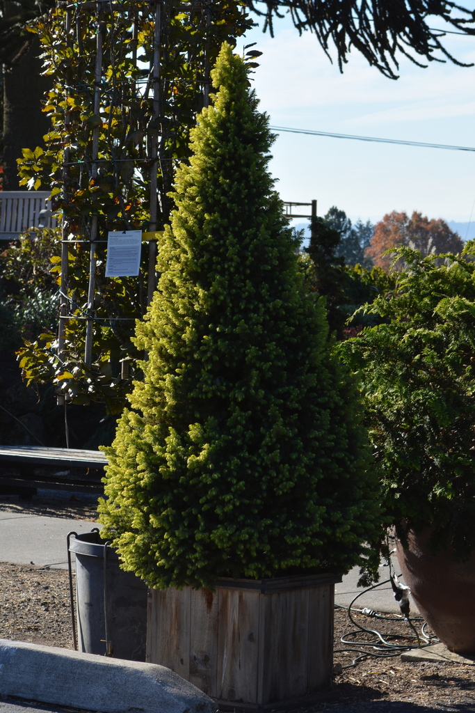 2020 Christmas trees in Oregon