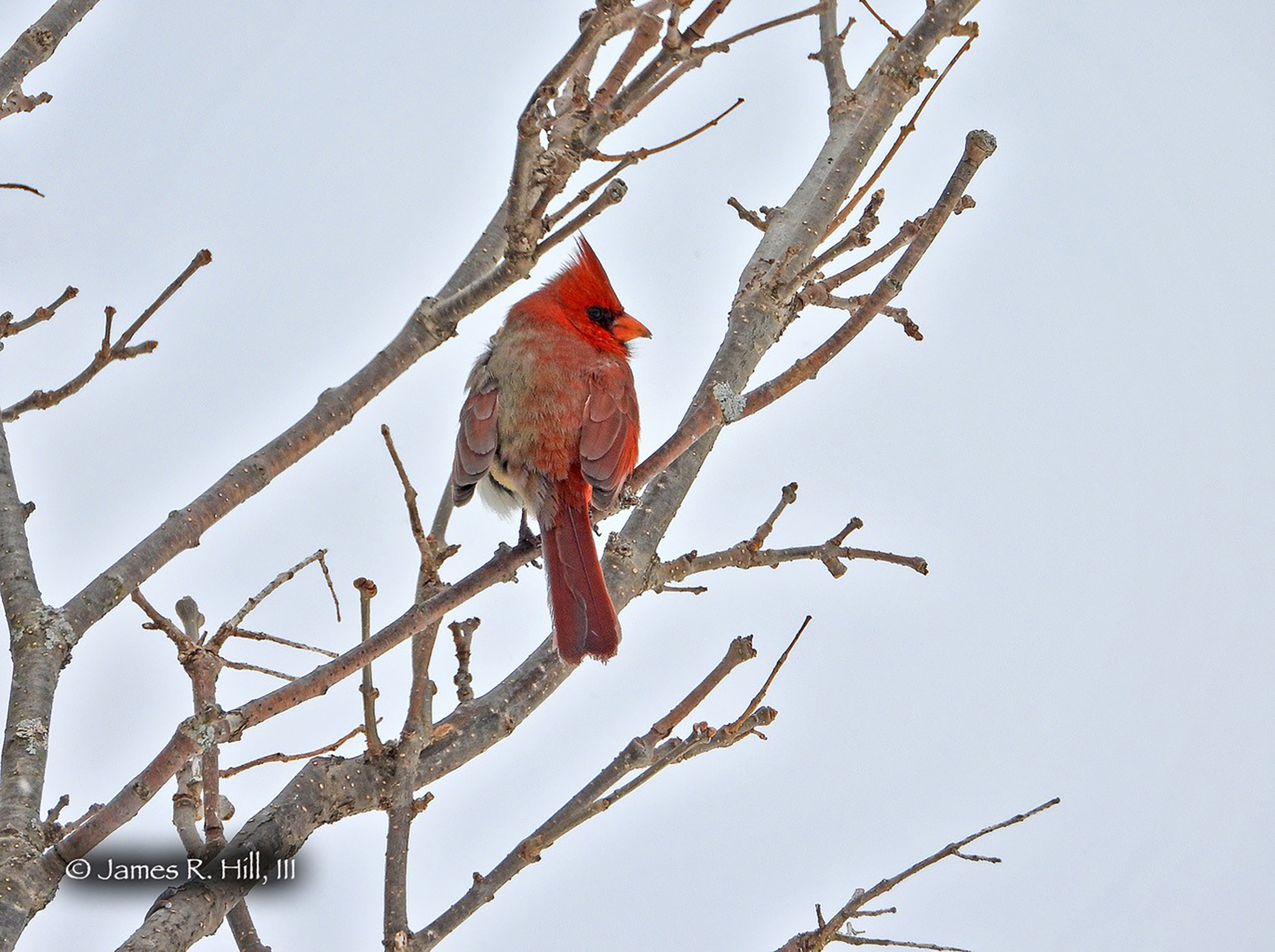 A cardinal that is half male, half female puzzles scientists