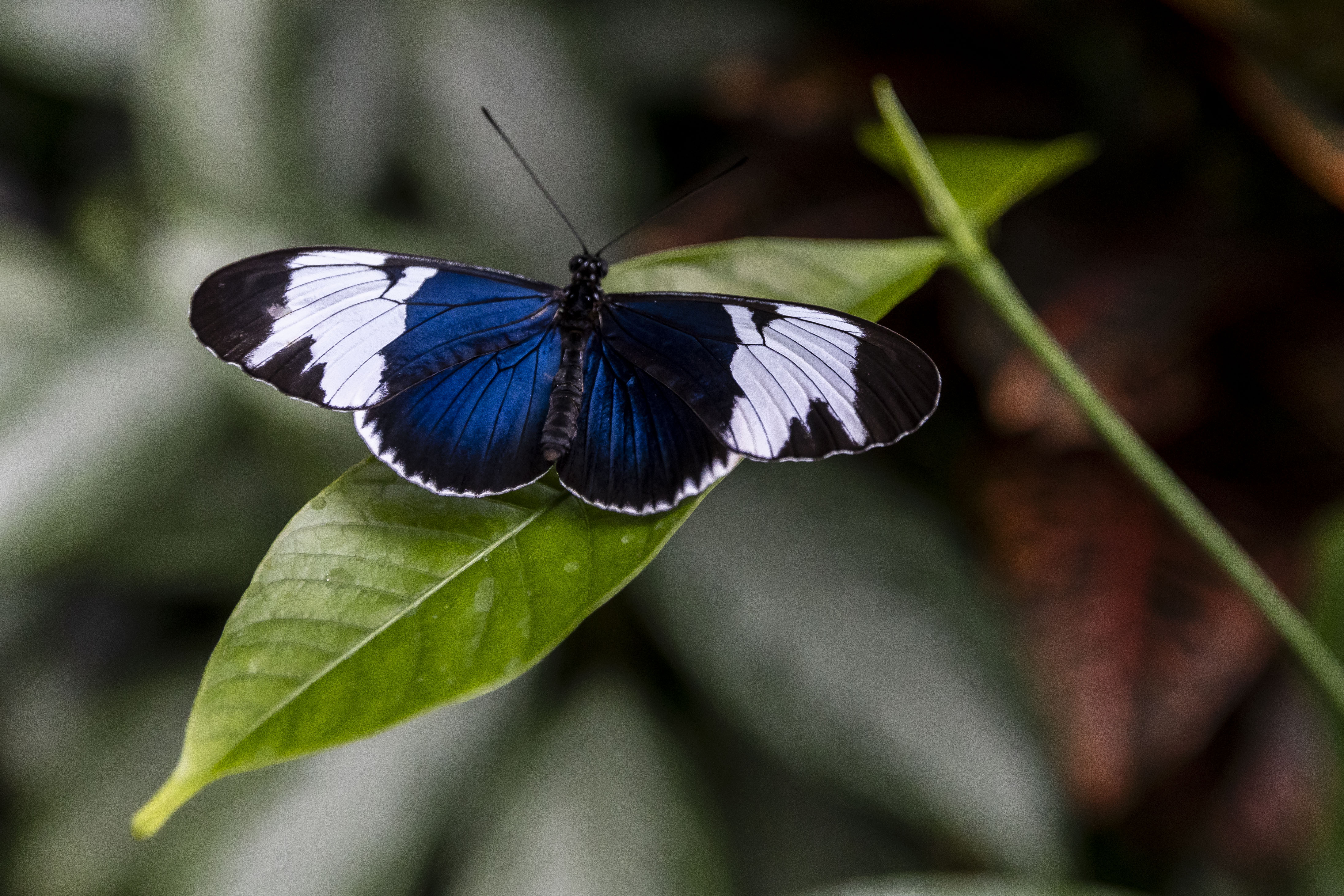 Thousands of tropical butterflies unveil elegance, beauty at Meijer ...