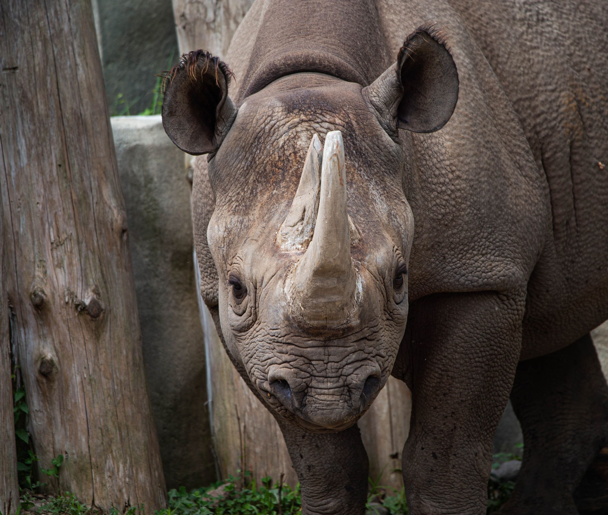Michigan zoo's precious black rhino suffers medical emergency