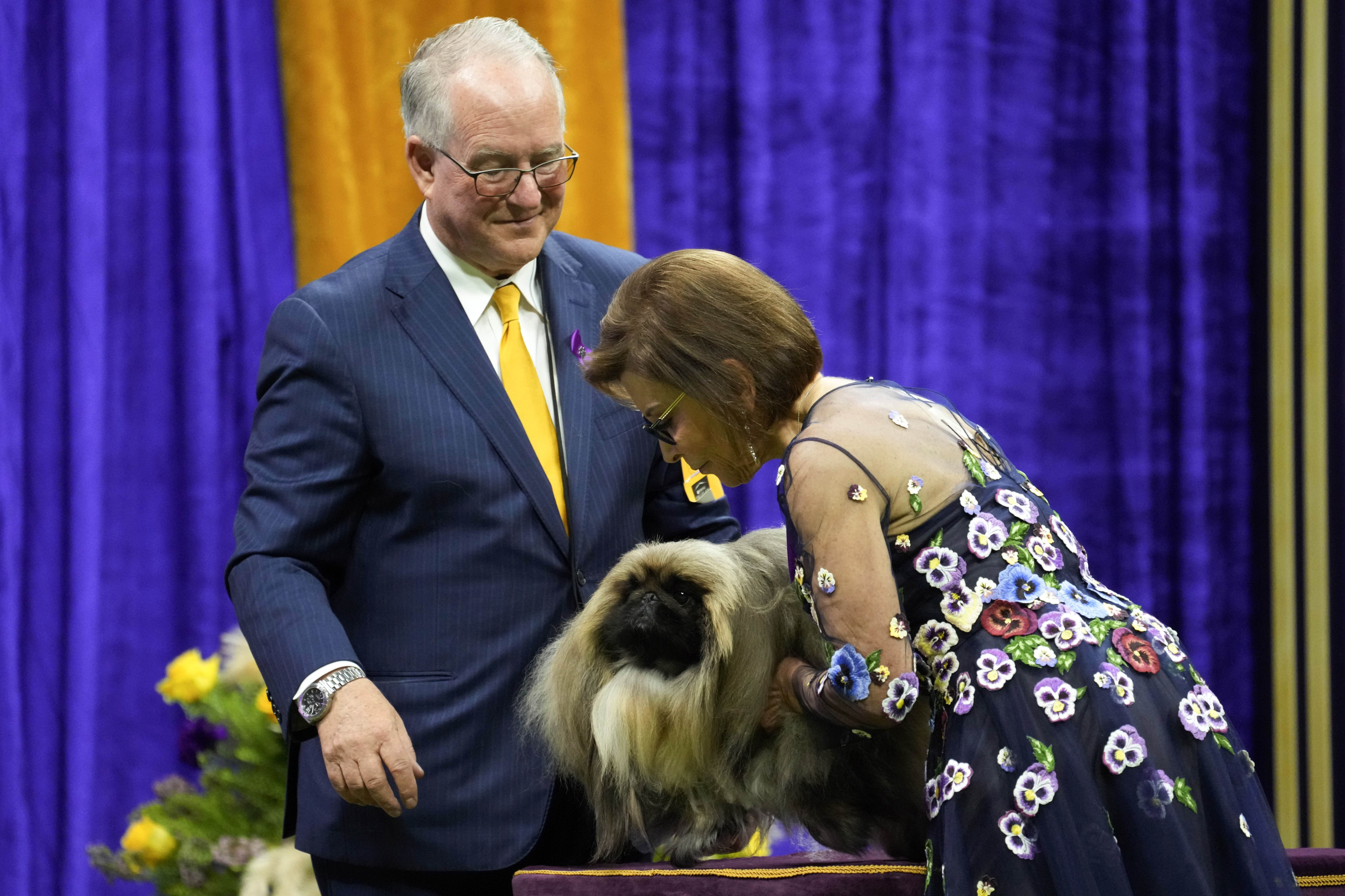 How to watch final night of Westminster Kennel Club Dog Show (5/9/23) time, details, FREE live stream