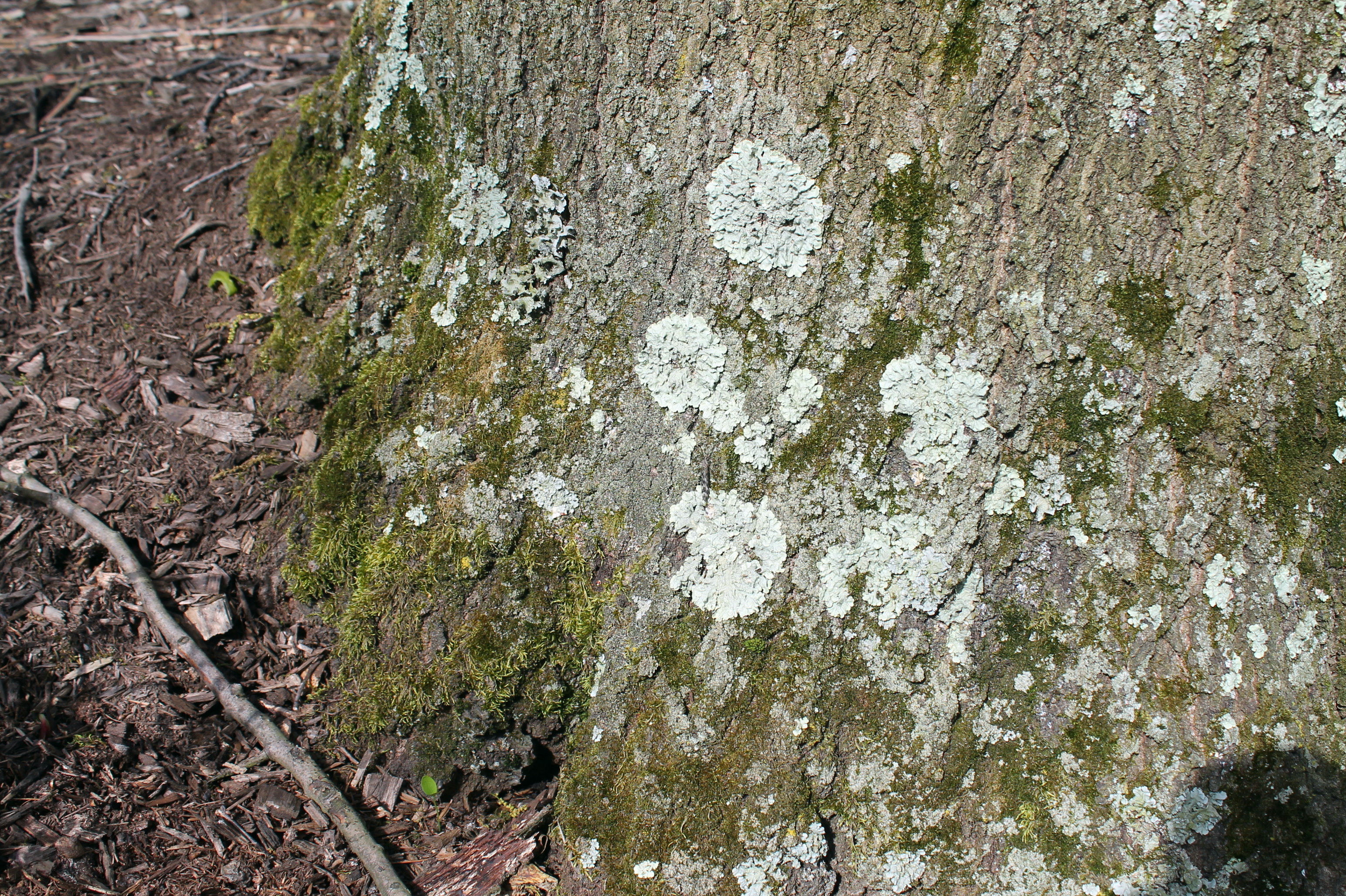 How late is too late to plant? And what's that crusty growth on trees? This  Weekend in the Garden 