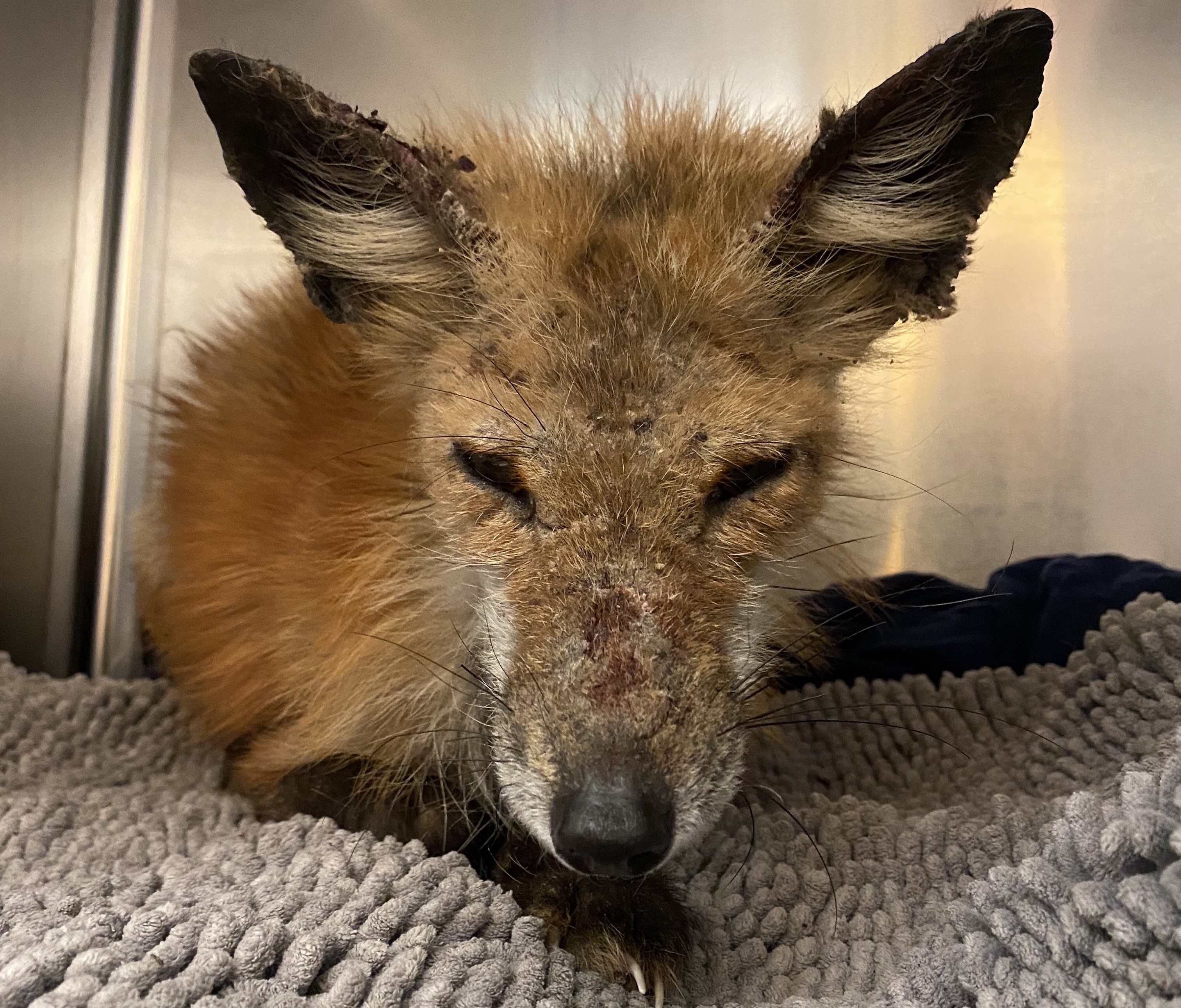Meet Ziggy the fox, who was rescued after being stranded on ice