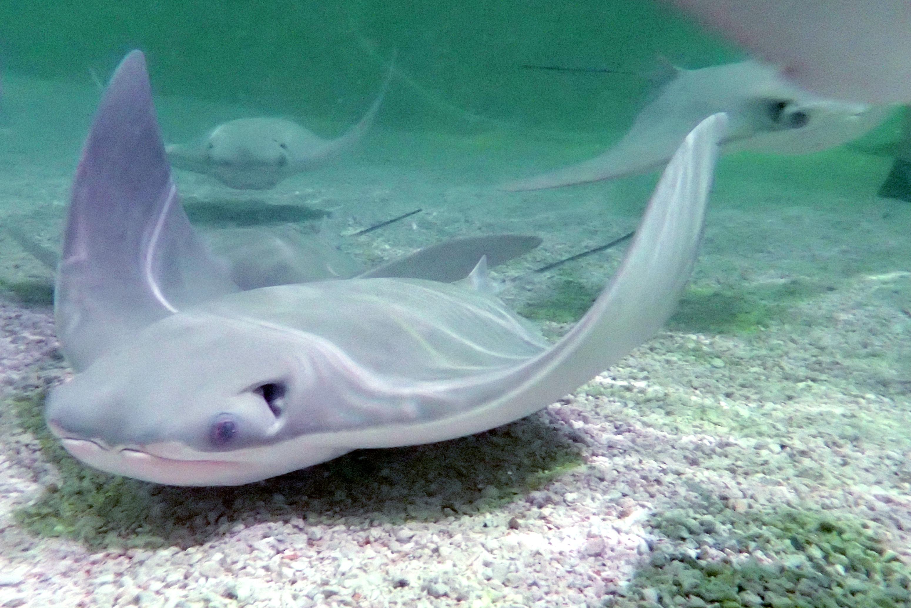 These are all the stingrays living in N.J. waters. Should you be