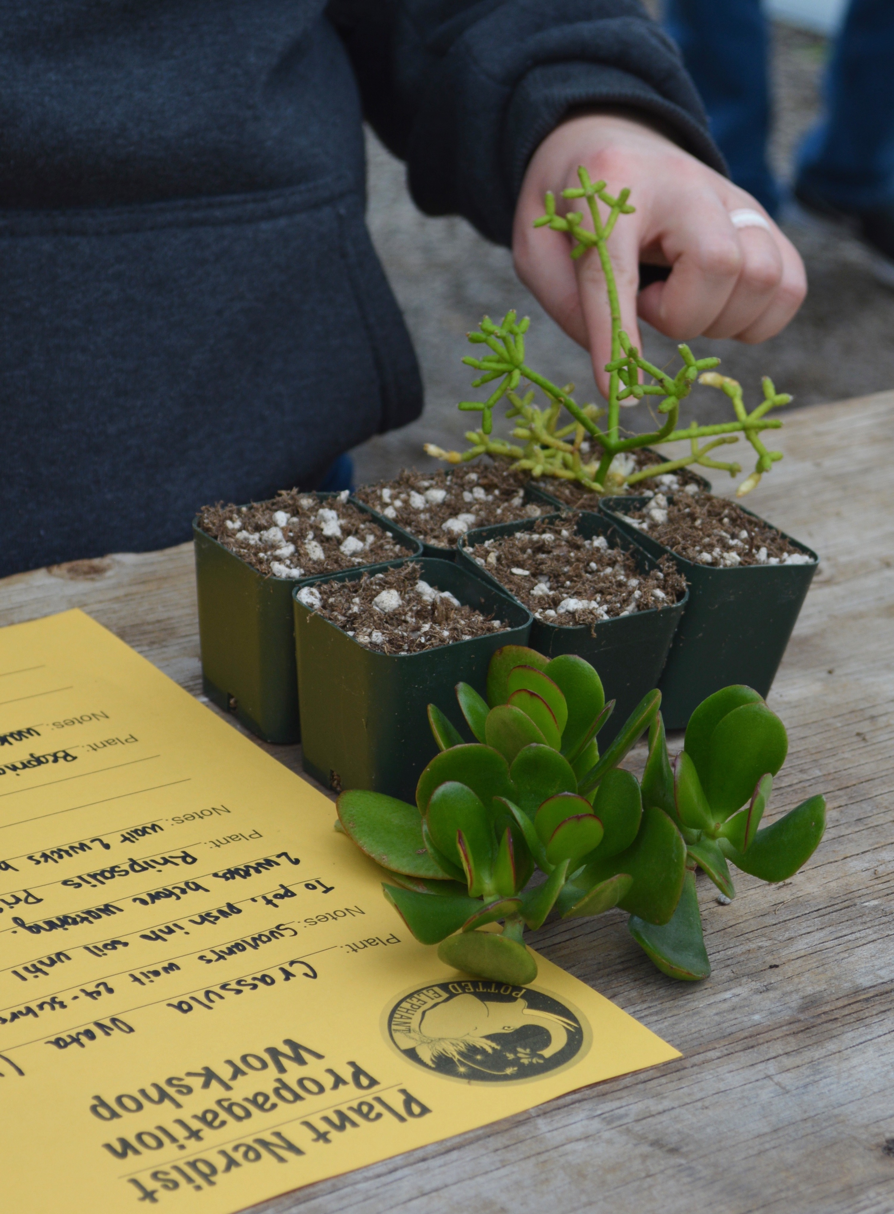 Propagate Learning Learning to propagate plants - oregonlive.com
