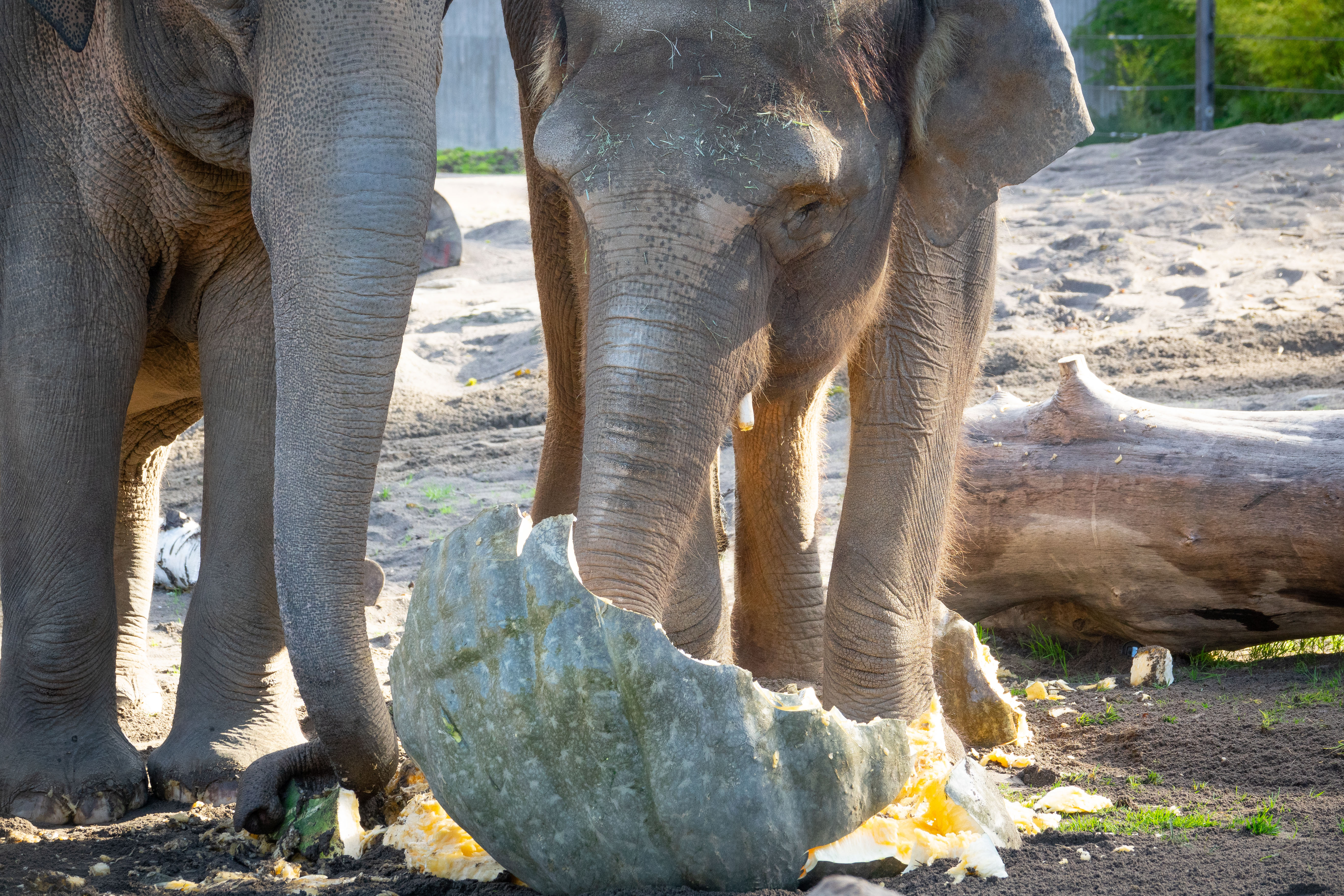 It's fall at the Oregon Zoo; watch the elephants smash some