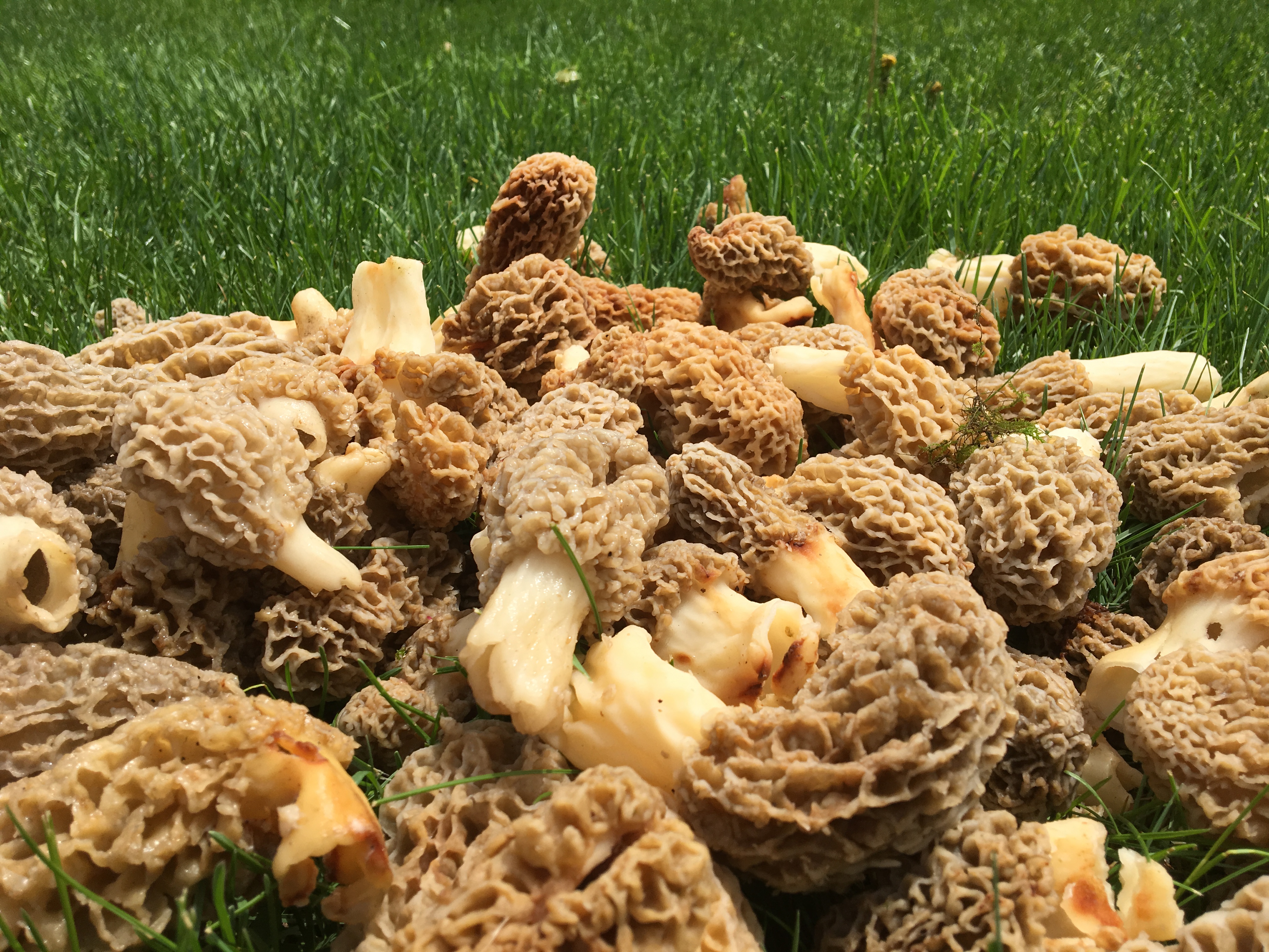 Сморчки. Сморчки грибы. Весенние грибы фото. Сушеные сморчки. Как выглядит гриб сморчок фото