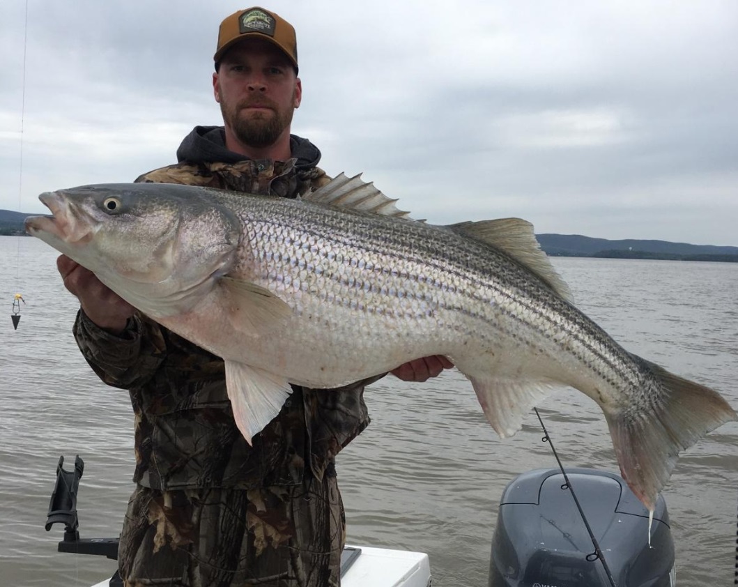 Hudson River angler lands huge striped bass ‘It’s a day I’ll never