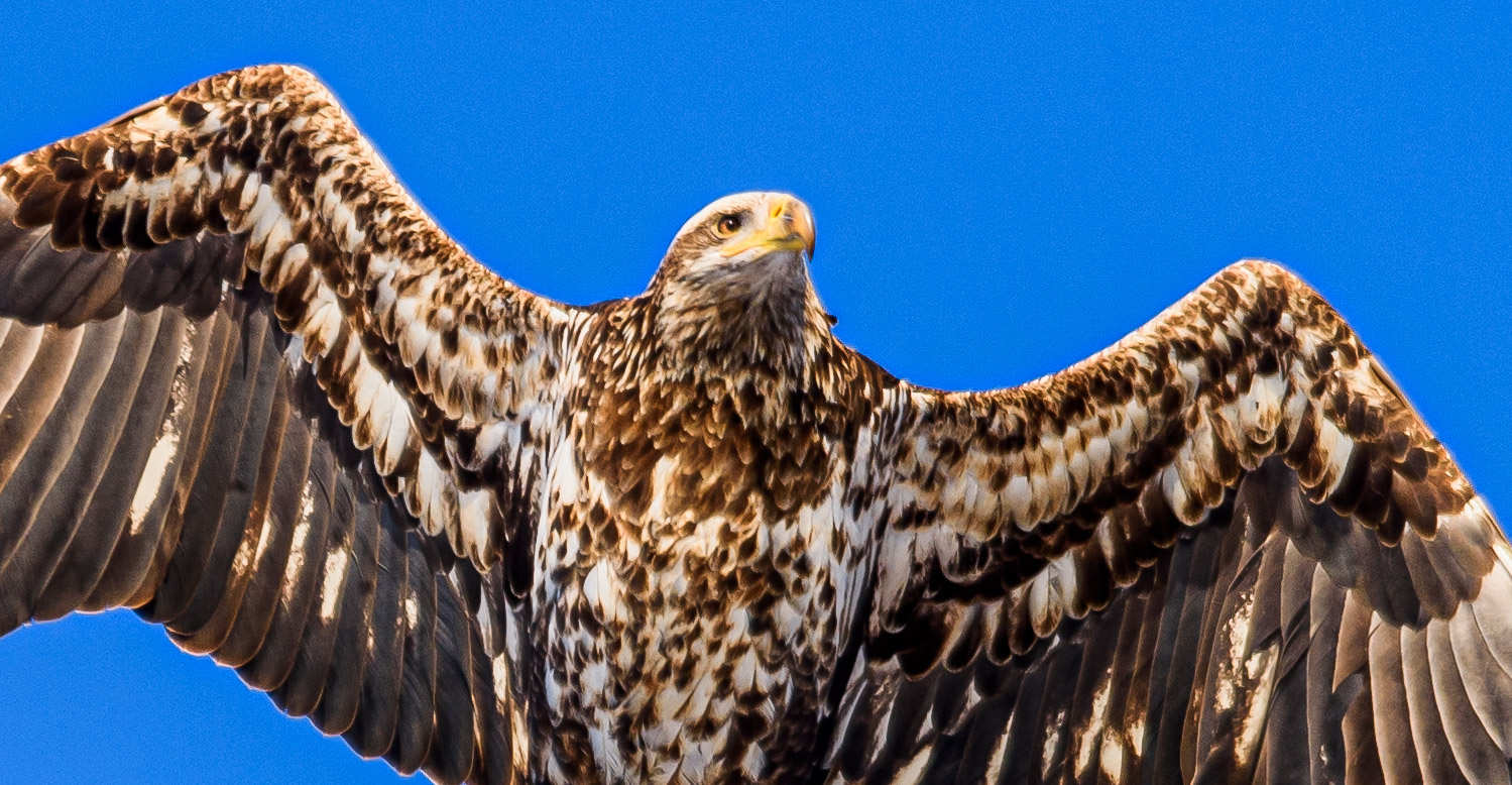 When Young Eagles Ride the Winds