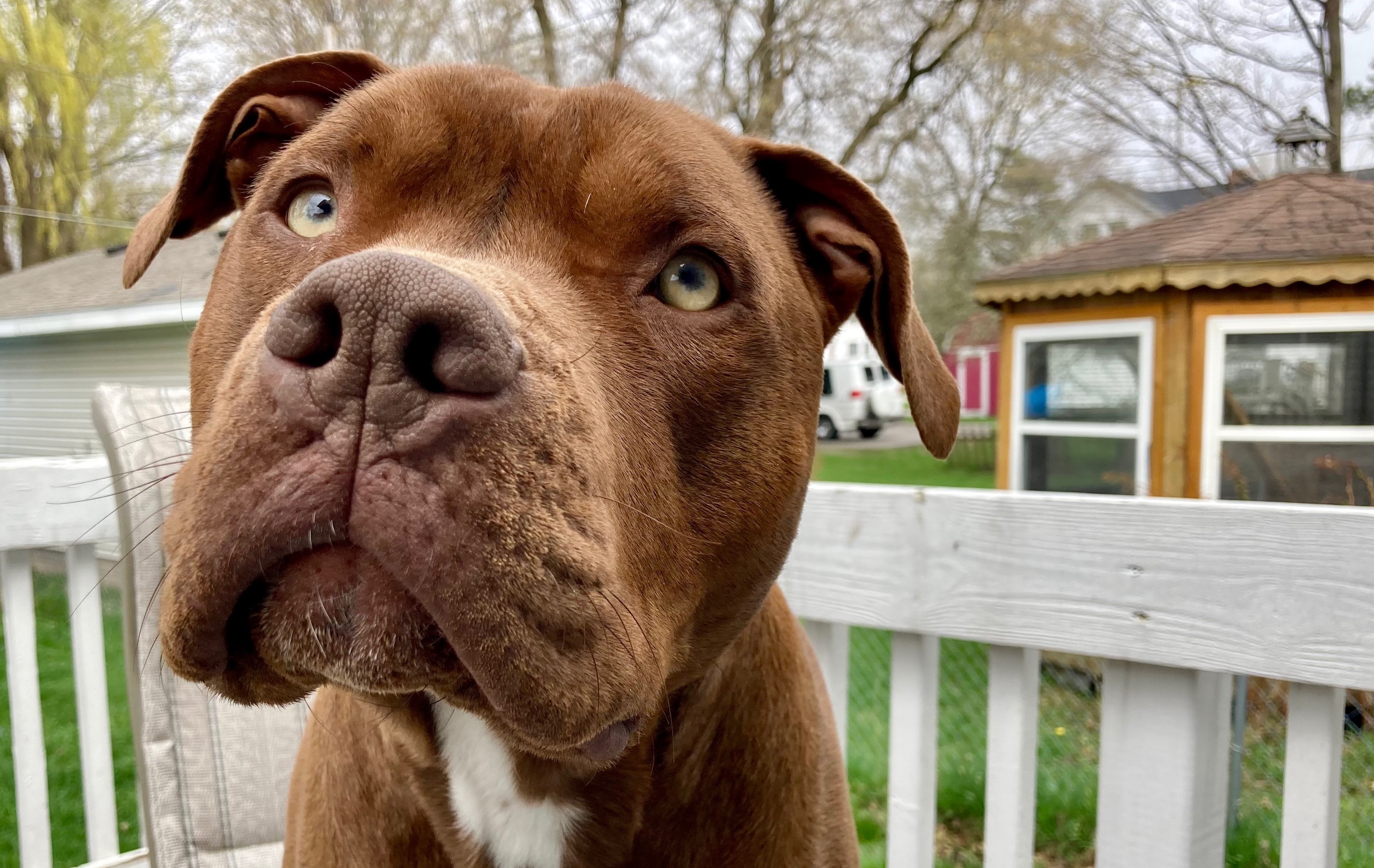 Can Dogs Die Of Parvo