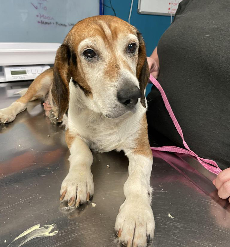 N.J. pets in need May 8, 2023