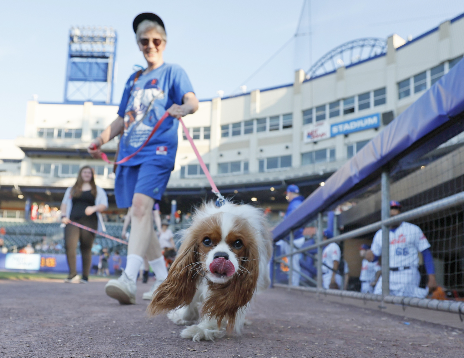 Syracuse Mets Bark in the park night vs. Rochester Red Wings 