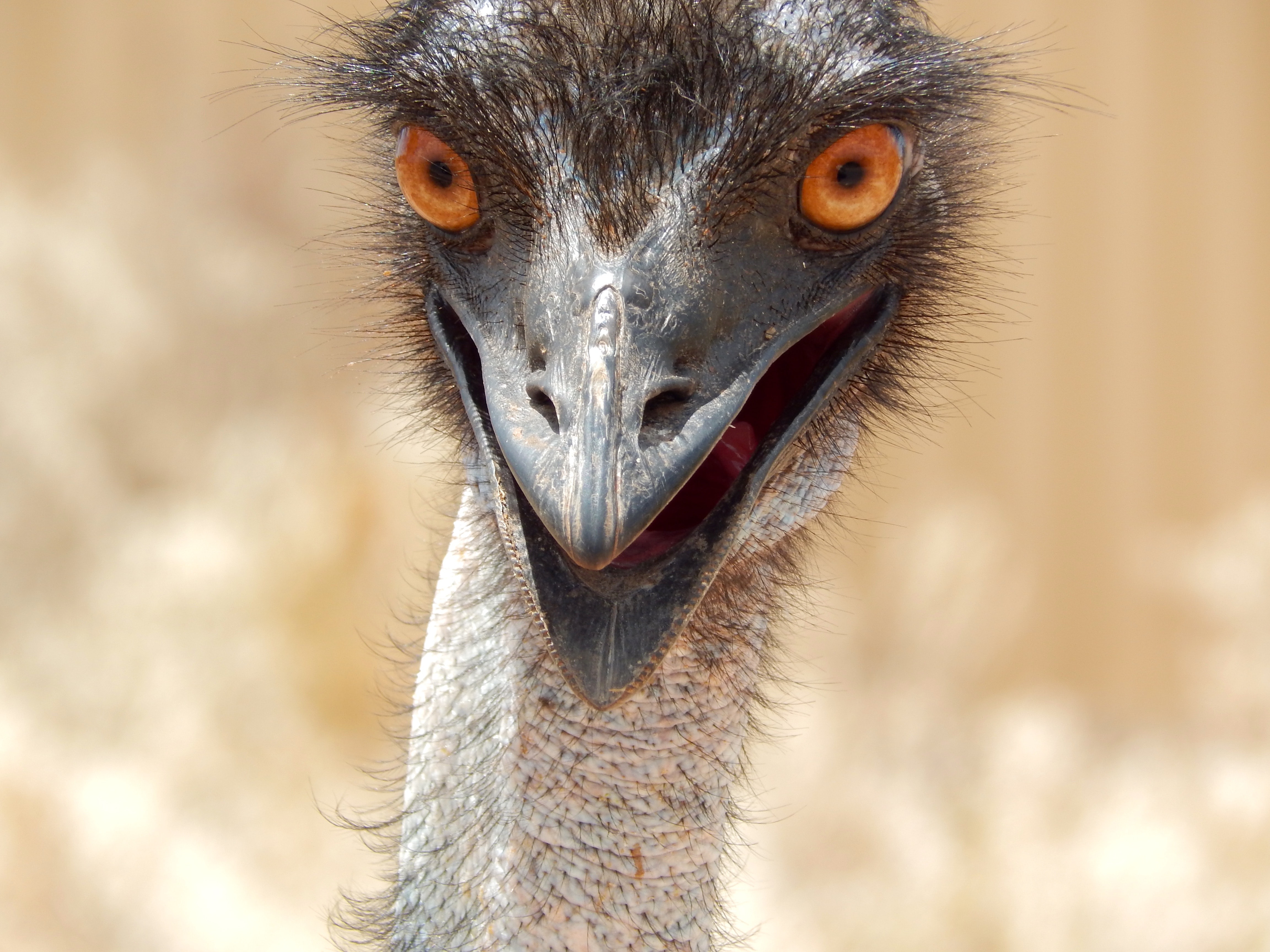 Adolescent Typisch trechter Emu on the loose in York County - pennlive.com