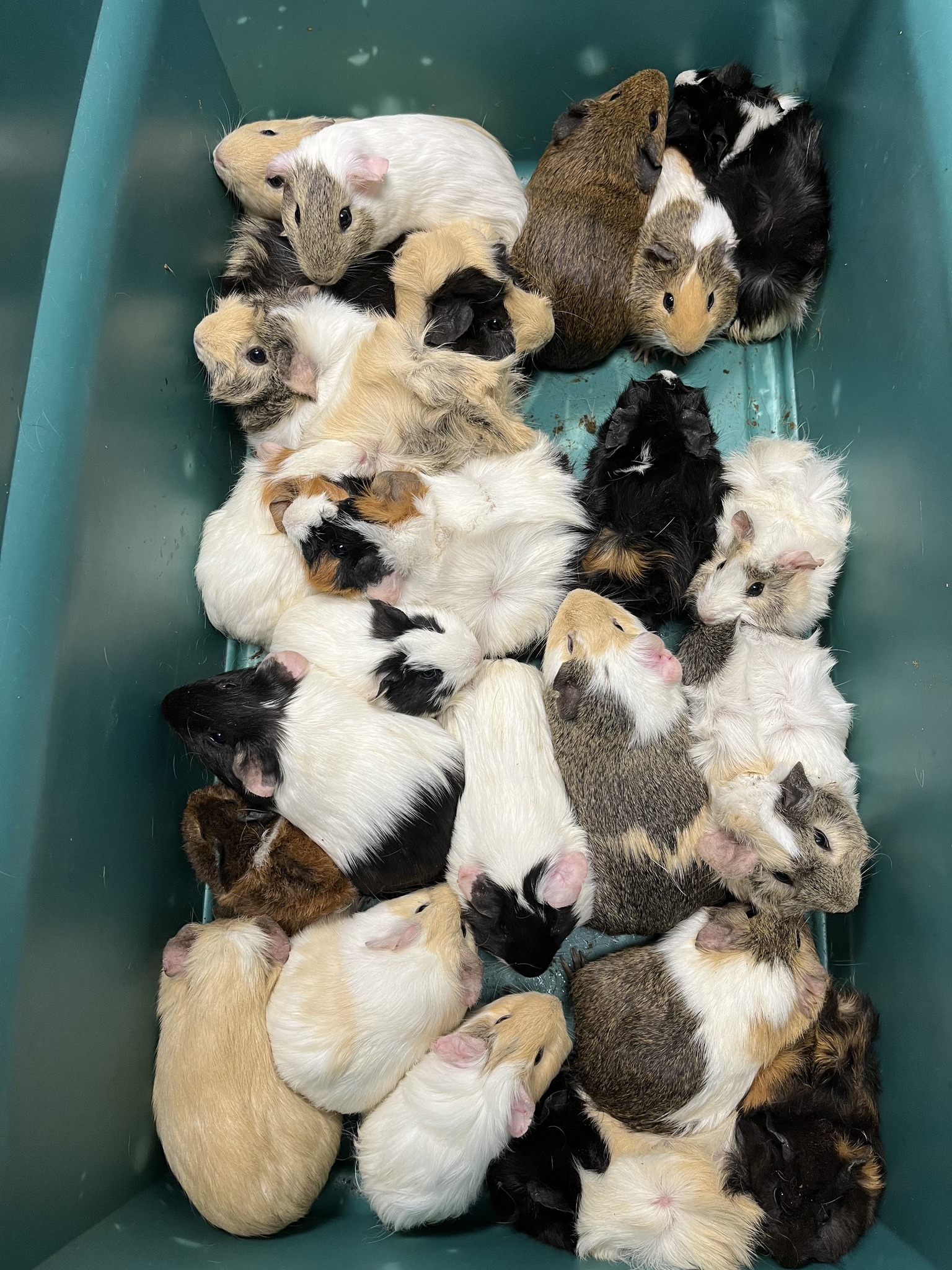 Guinea pig adoption hot sale centers near me